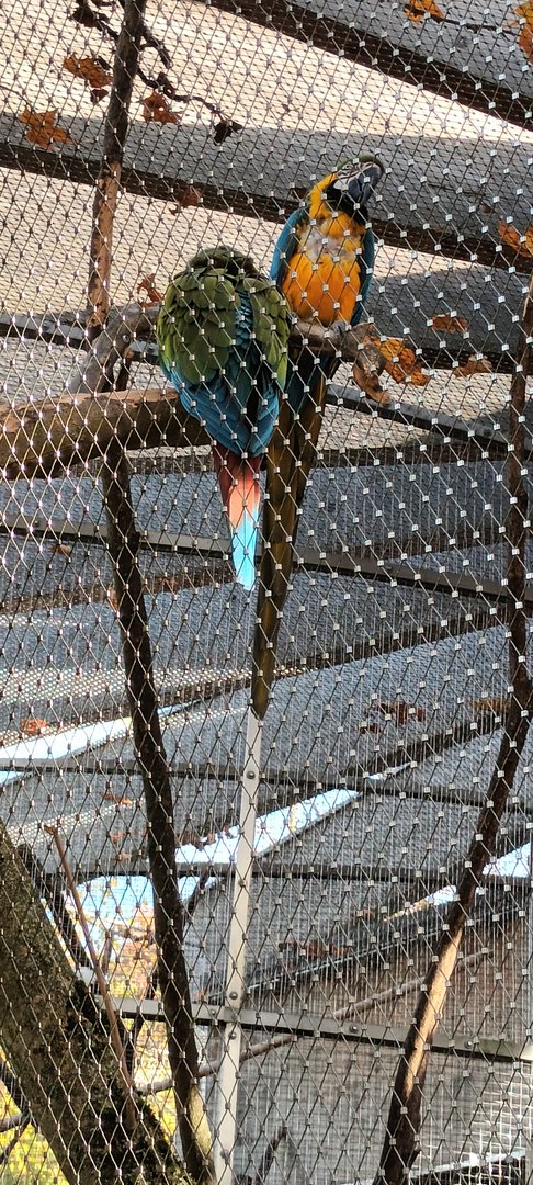 Blue and gold Macaw and Great green Macaw