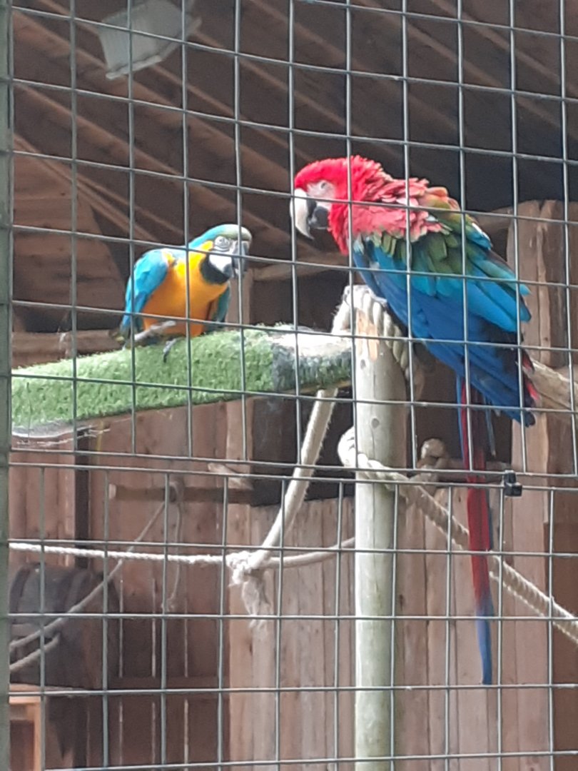 Blue and gold macaw and red and green macaw