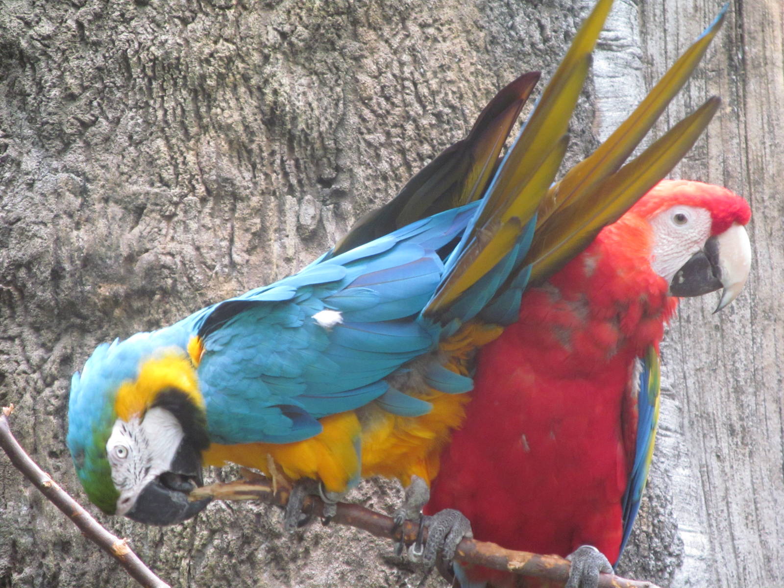 Blue and Gold Macaw and Scarlet Macaw