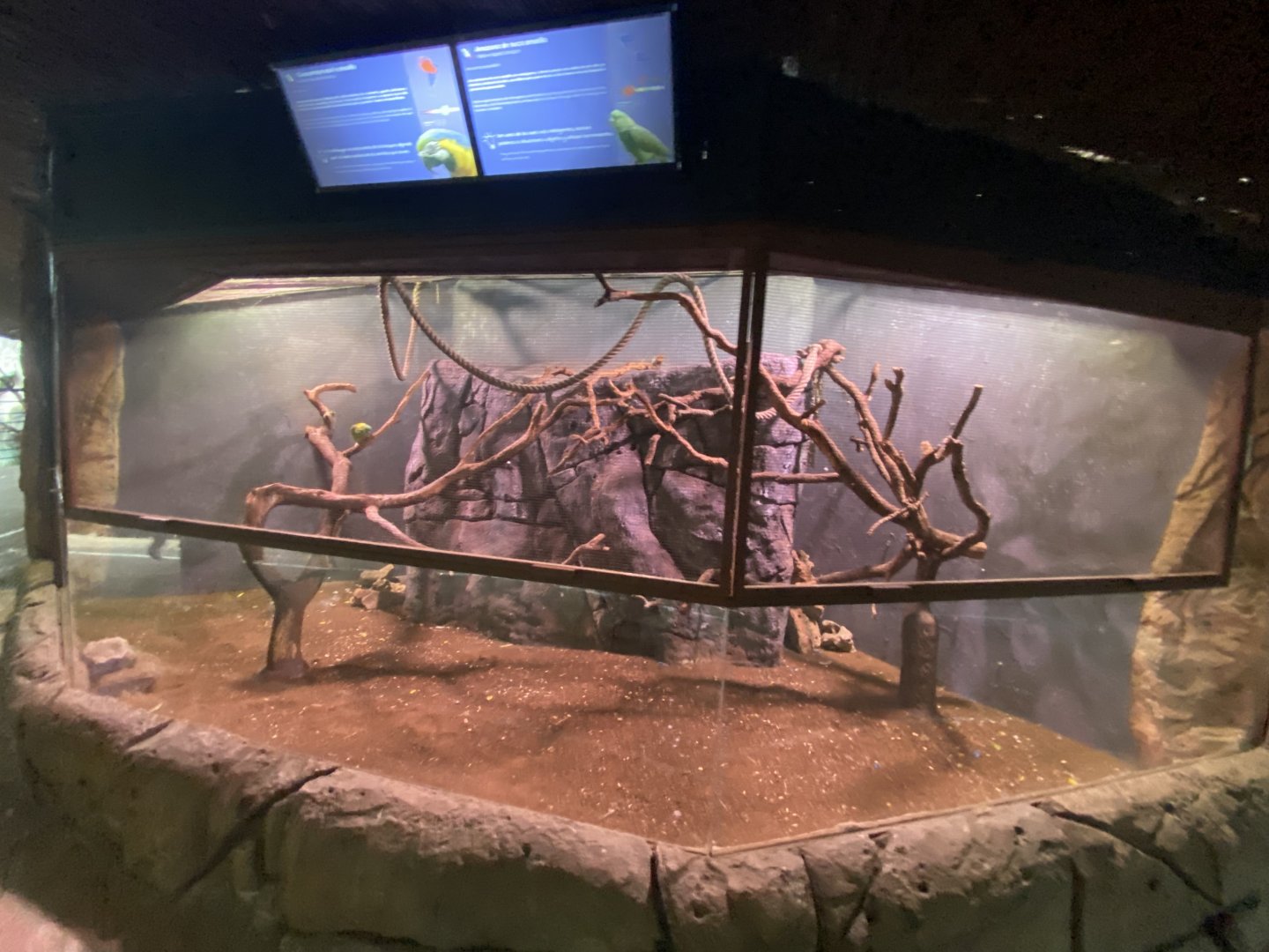 Blue and gold macaw and yellow-naped Amazon aviary