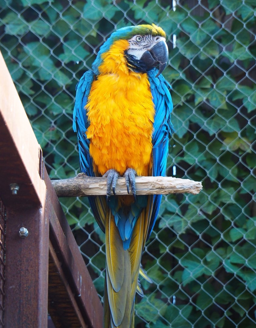 Blue-and-gold macaw (Ara ararauna), 2019-03-30