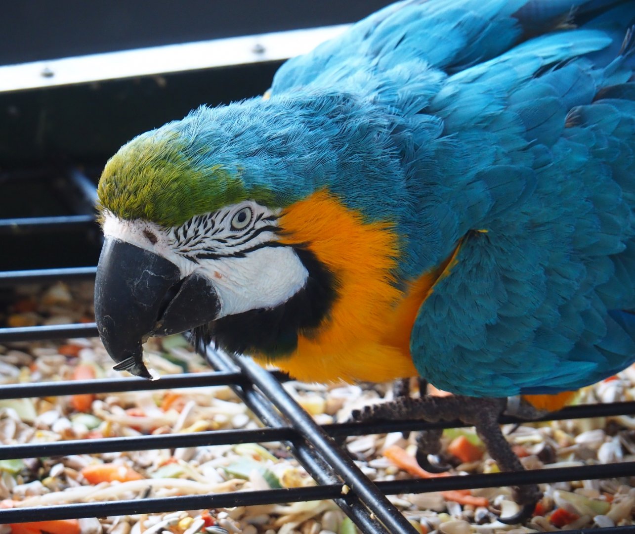 Blue-and-gold macaw (Ara ararauna), 2019-04-06
