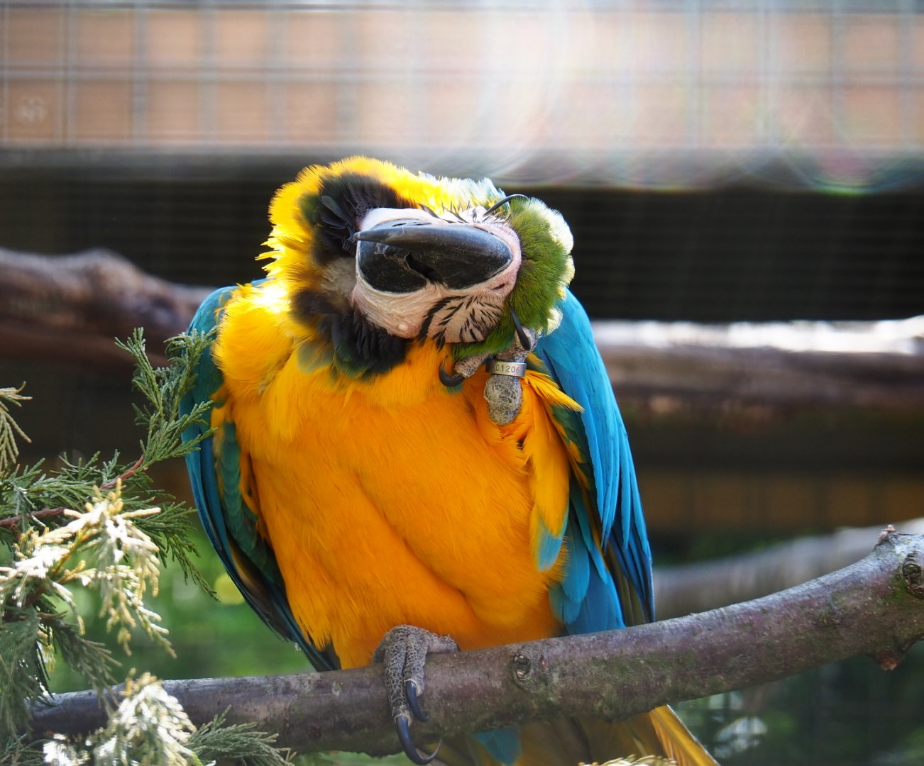 Blue-and-gold macaw (Ara ararauna), 2019-06-01