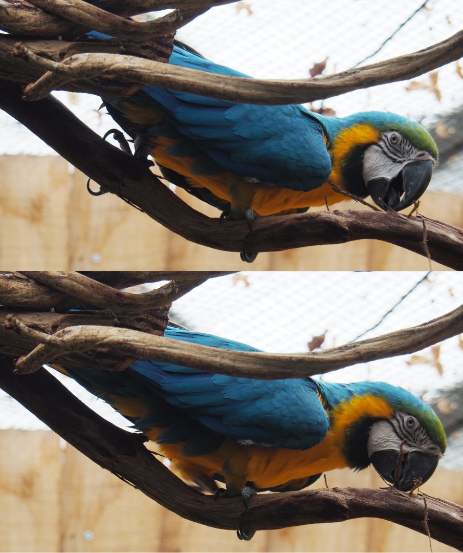Blue-and-gold macaw (Ara ararauna), 2020-09-03