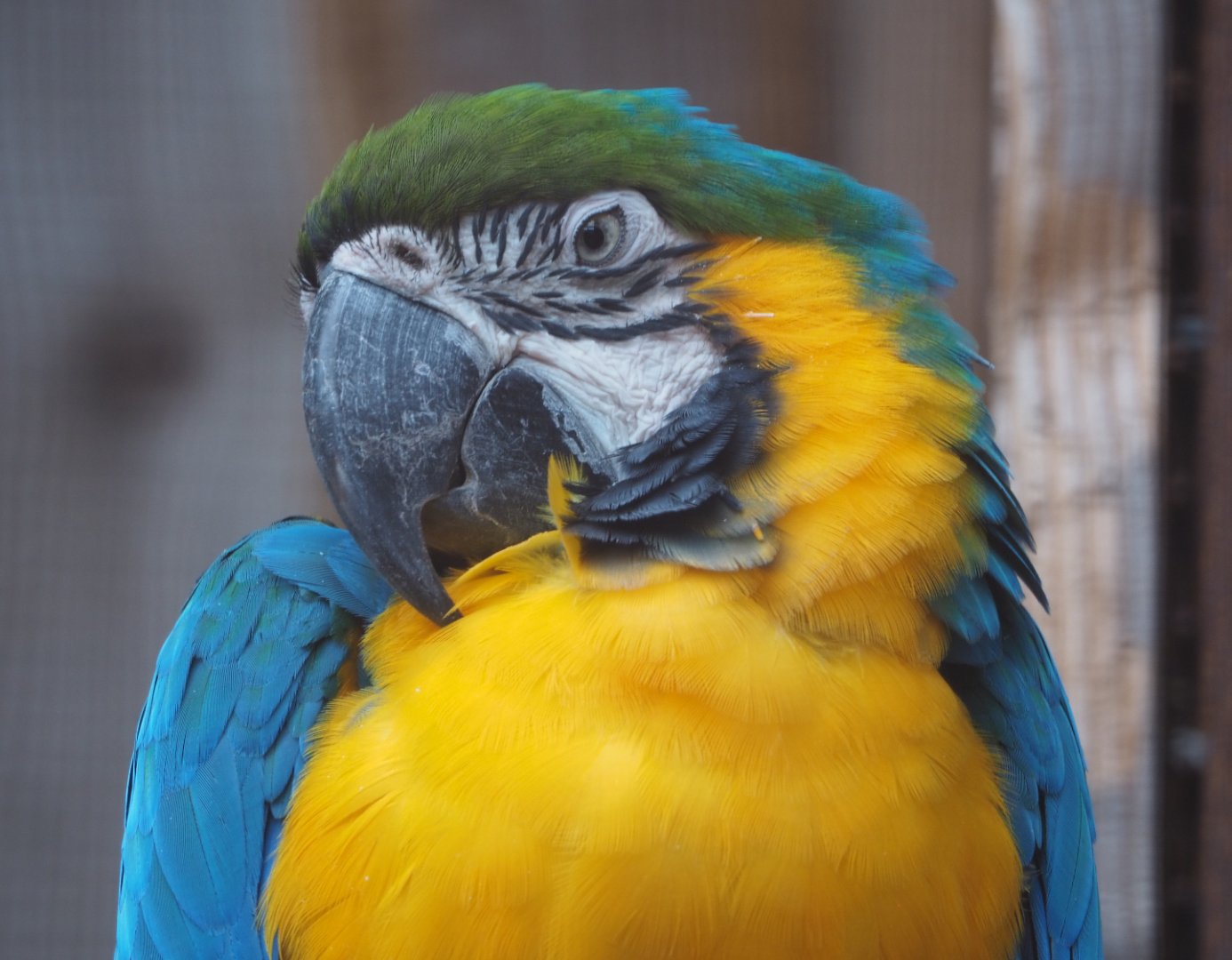 Blue-and-gold macaw (Ara ararauna), 2020-09-12