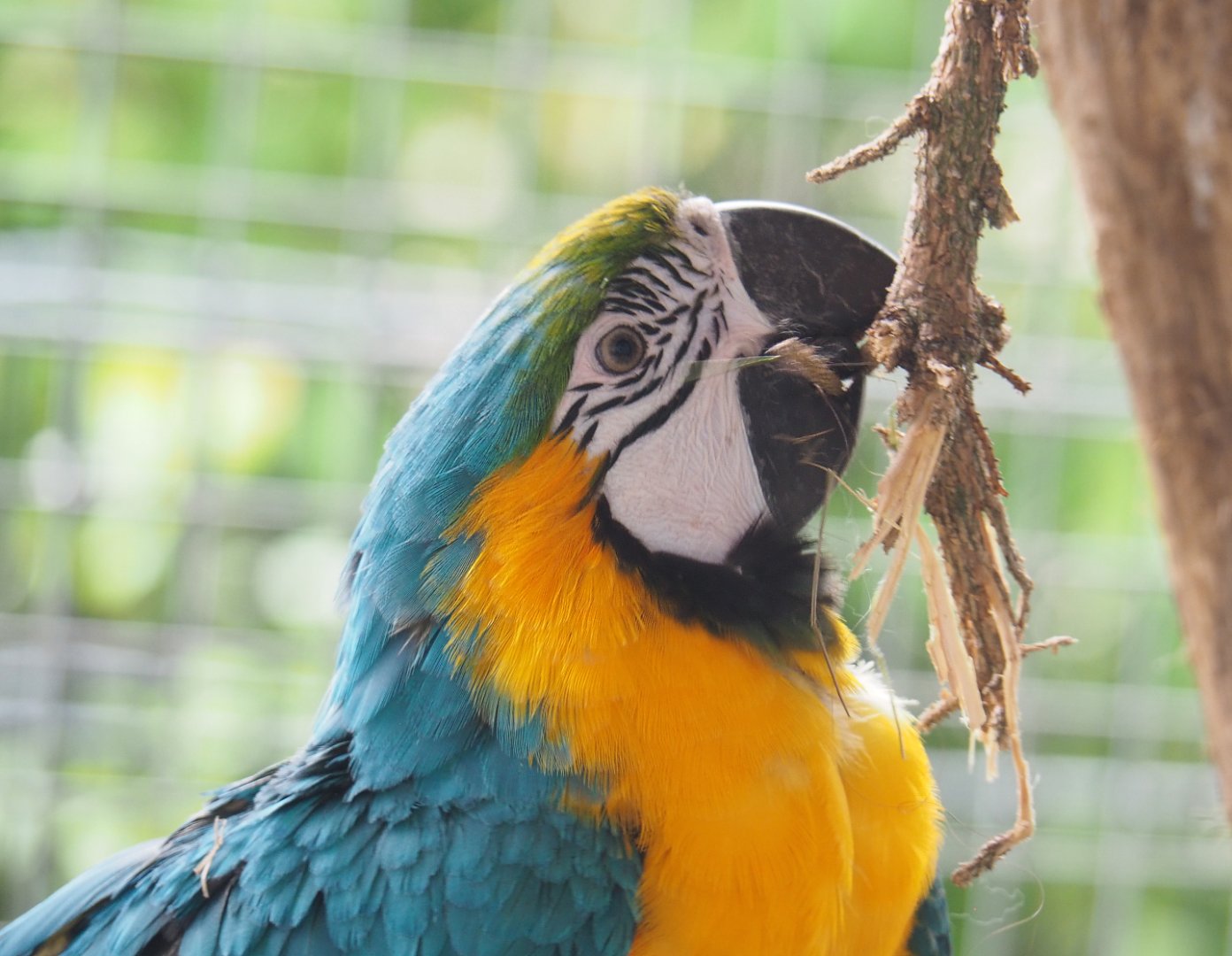 Blue-and-gold macaw (Ara ararauna), 2022-05-17