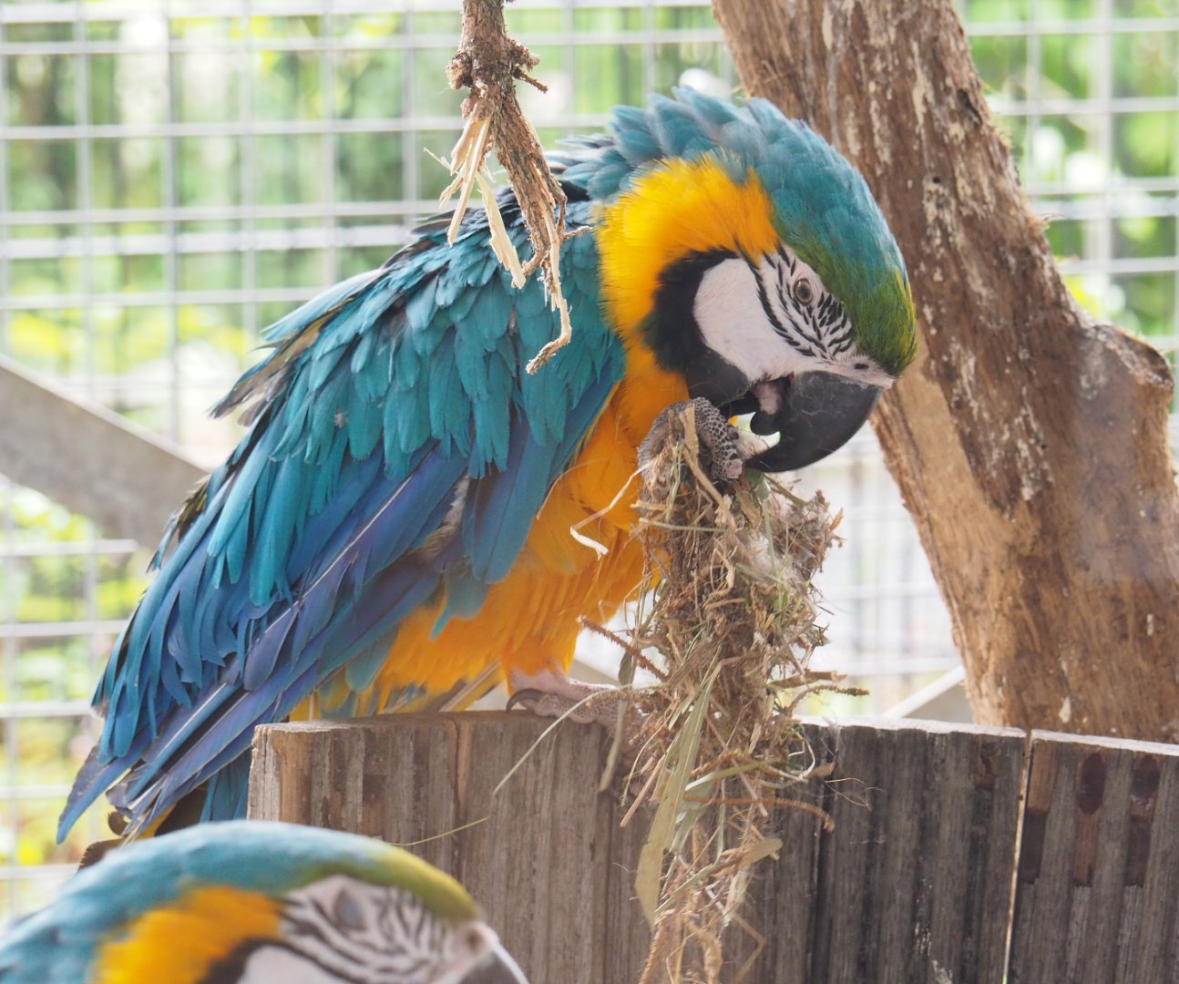 Blue-and-gold macaw (Ara ararauna), 2022-05-17