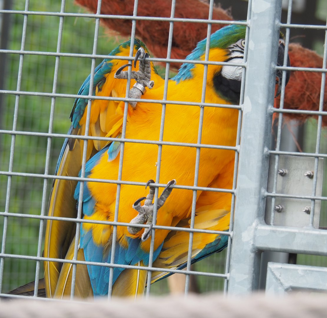Blue-and-gold macaw (Ara ararauna), 2022-05-17