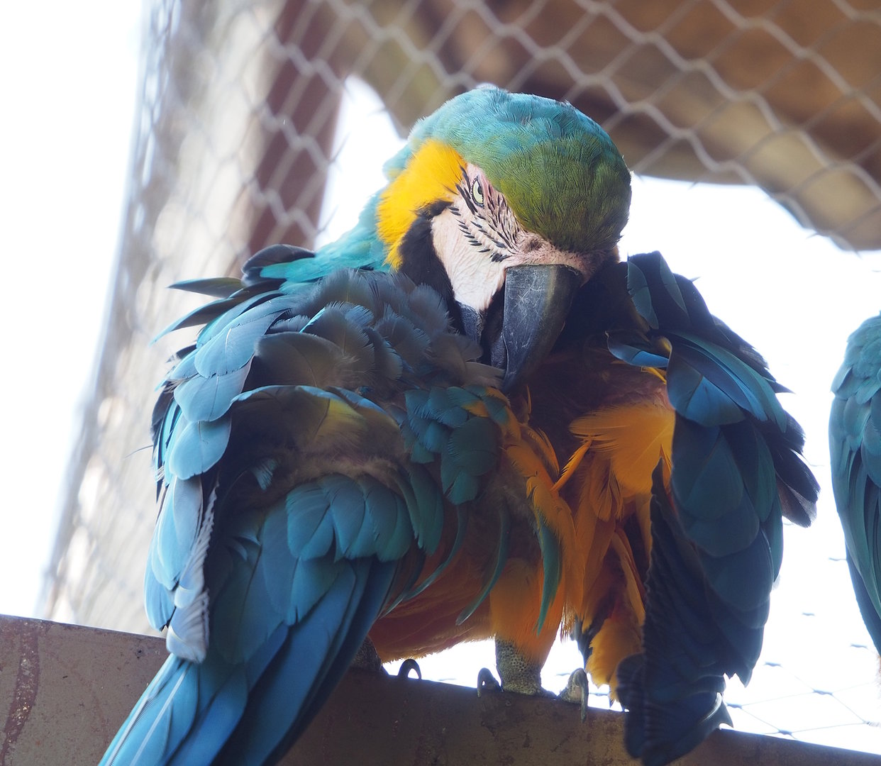 Blue-and-gold macaw (Ara ararauna), 2022-08-20