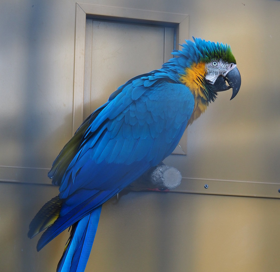Blue-and-gold macaw (Ara ararauna), 2022-08-28