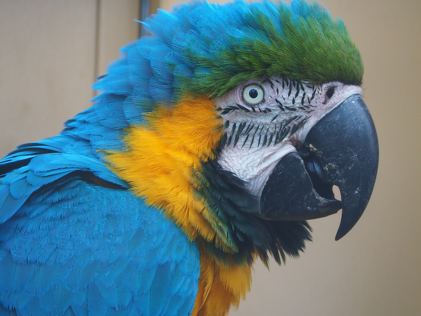 Blue-and-gold macaw (Ara ararauna), 2022-08-28