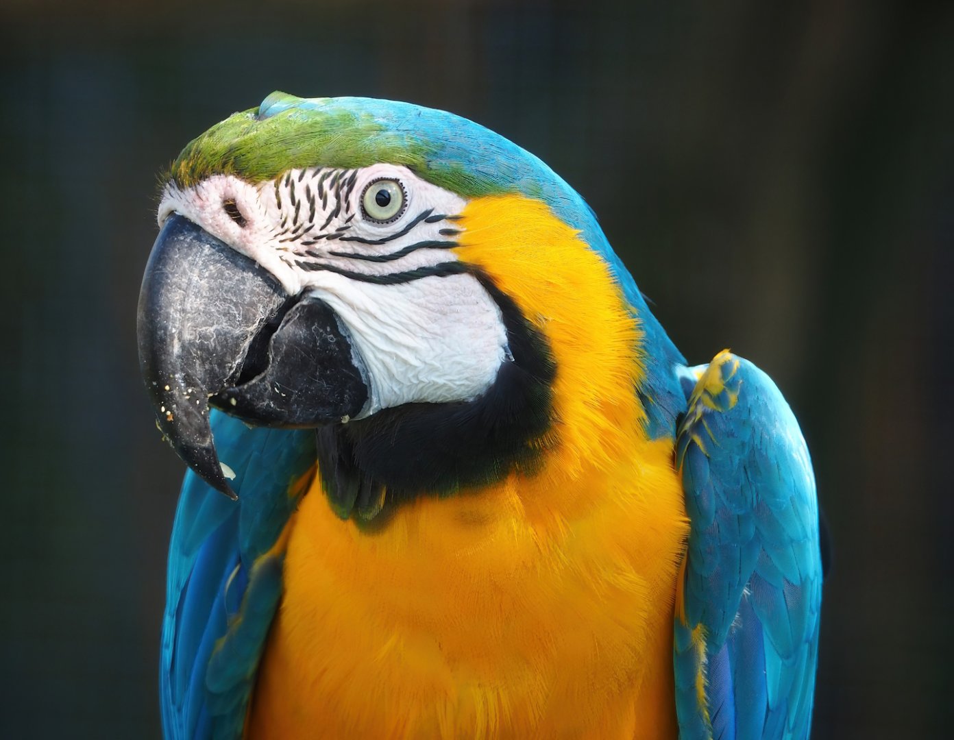 Blue-and-gold macaw (Ara ararauna), 2023-04-30