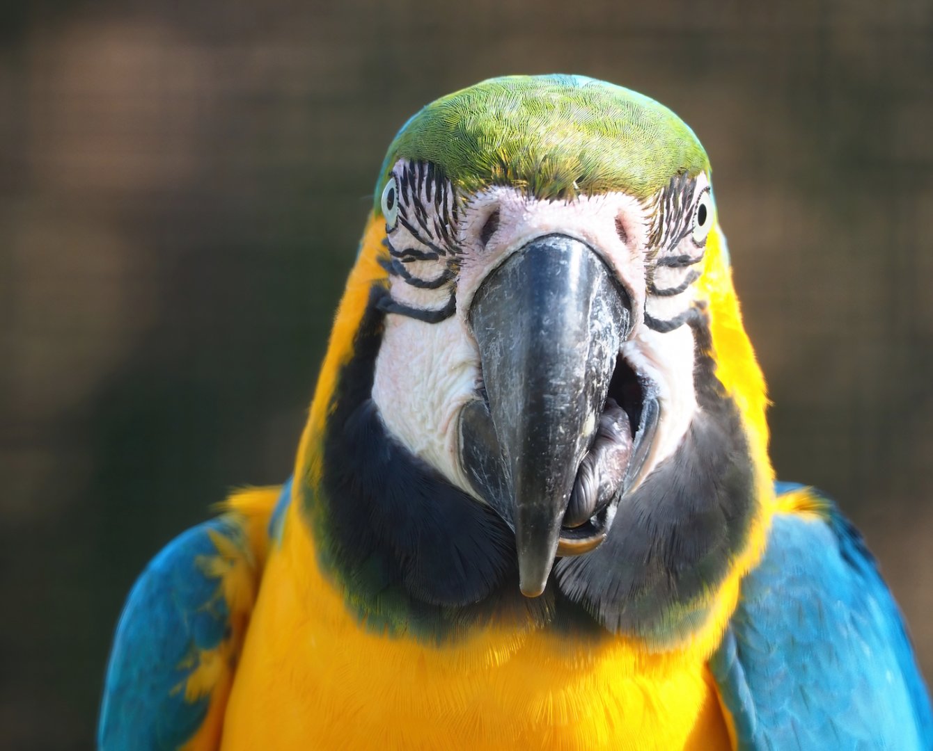Blue-and-gold macaw (Ara ararauna), 2023-04-30