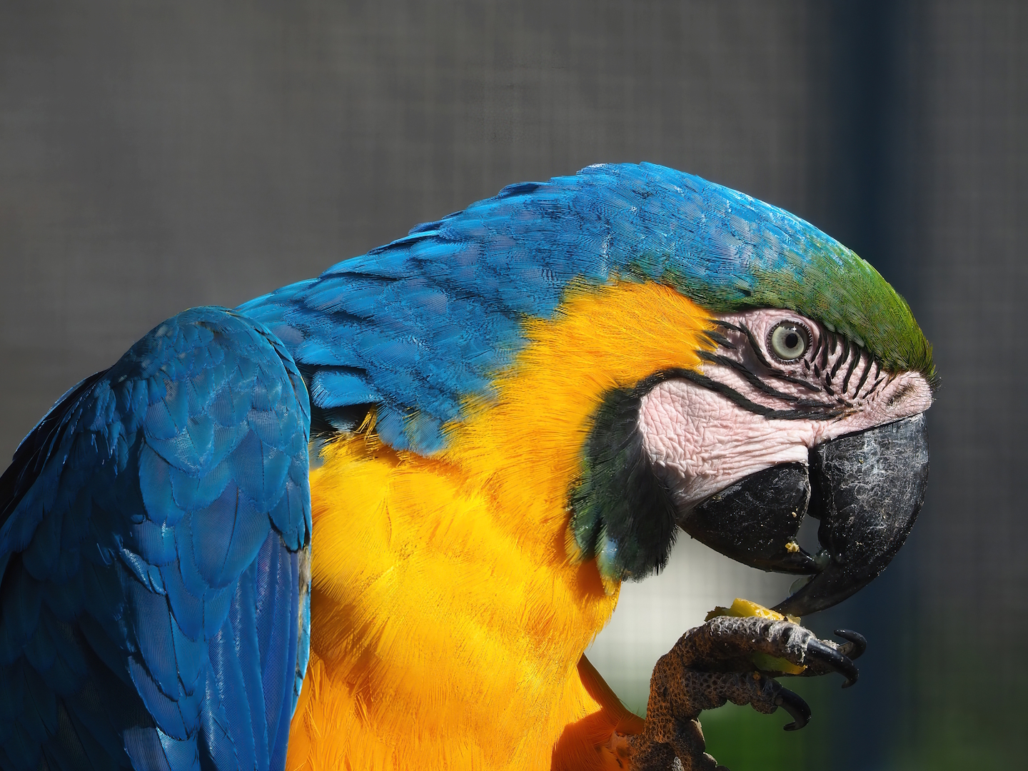 Blue-and-gold macaw (Ara ararauna), 2023-04-30