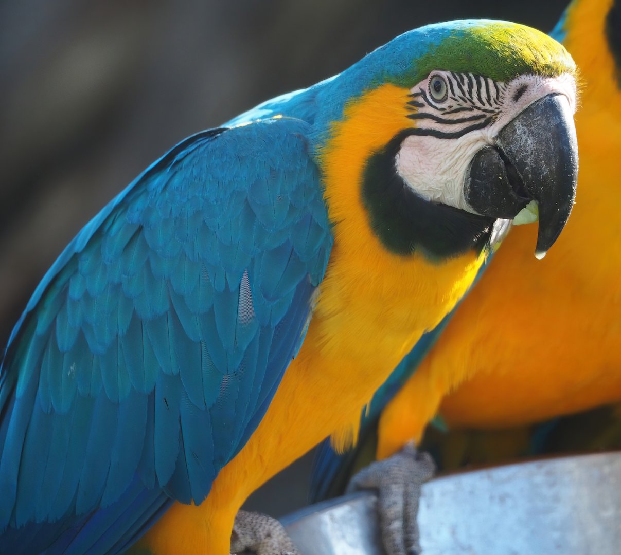 Blue-and-gold macaw (Ara ararauna), 2023-04-30