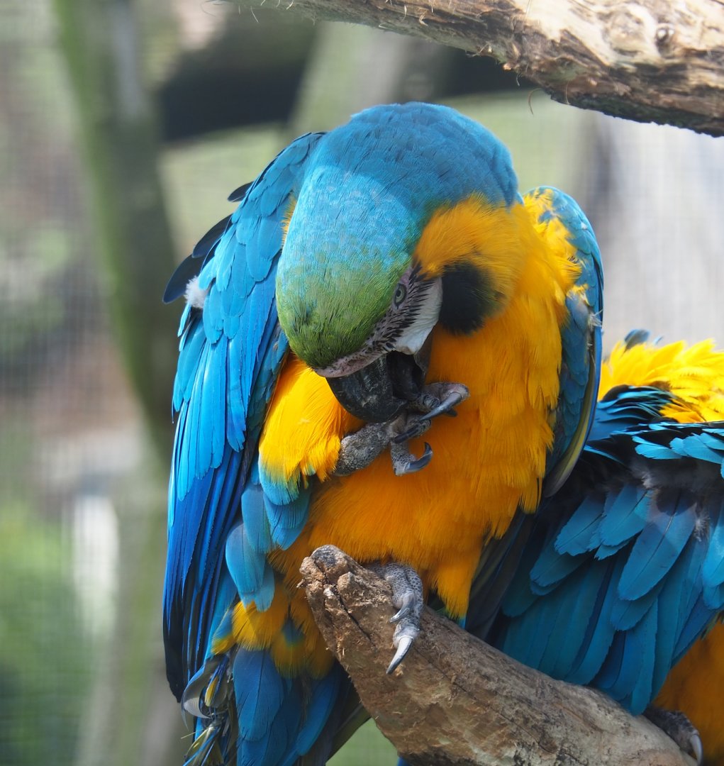 Blue-and-gold macaw (Ara ararauna), 2023-04-30
