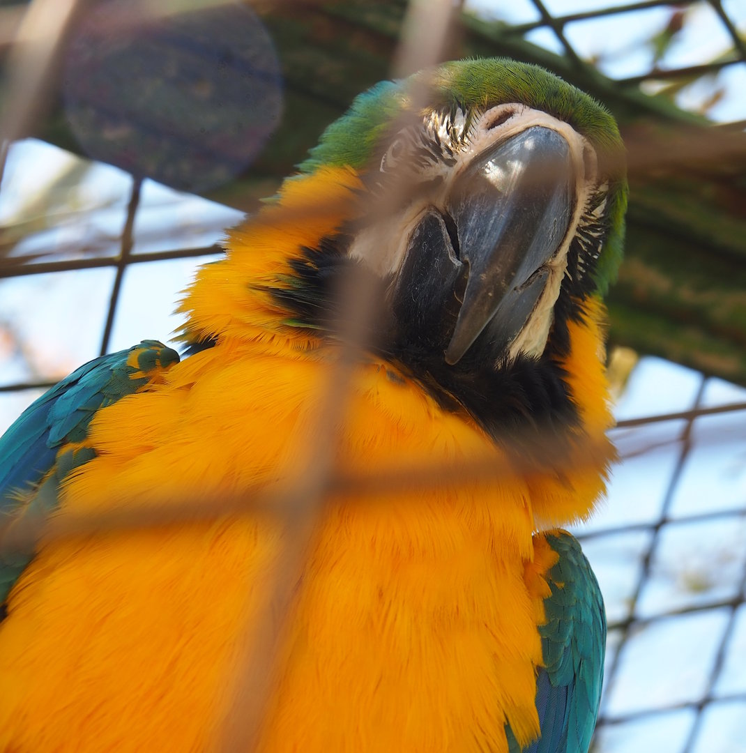 Blue-and-gold macaw (Ara ararauna), 2023-05-19