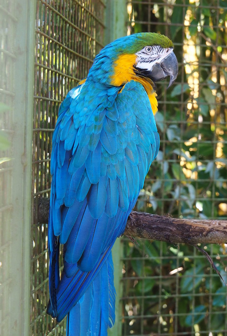 Blue-and-gold macaw (Ara ararauna), 2023-05-19