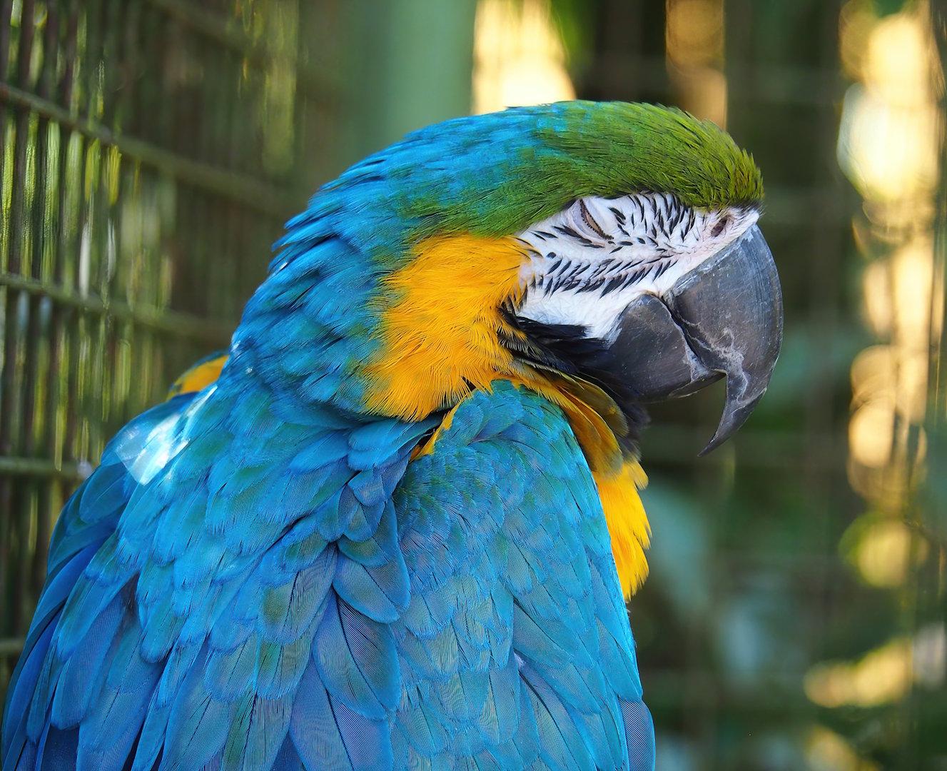 Blue-and-gold macaw (Ara ararauna), 2023-05-19