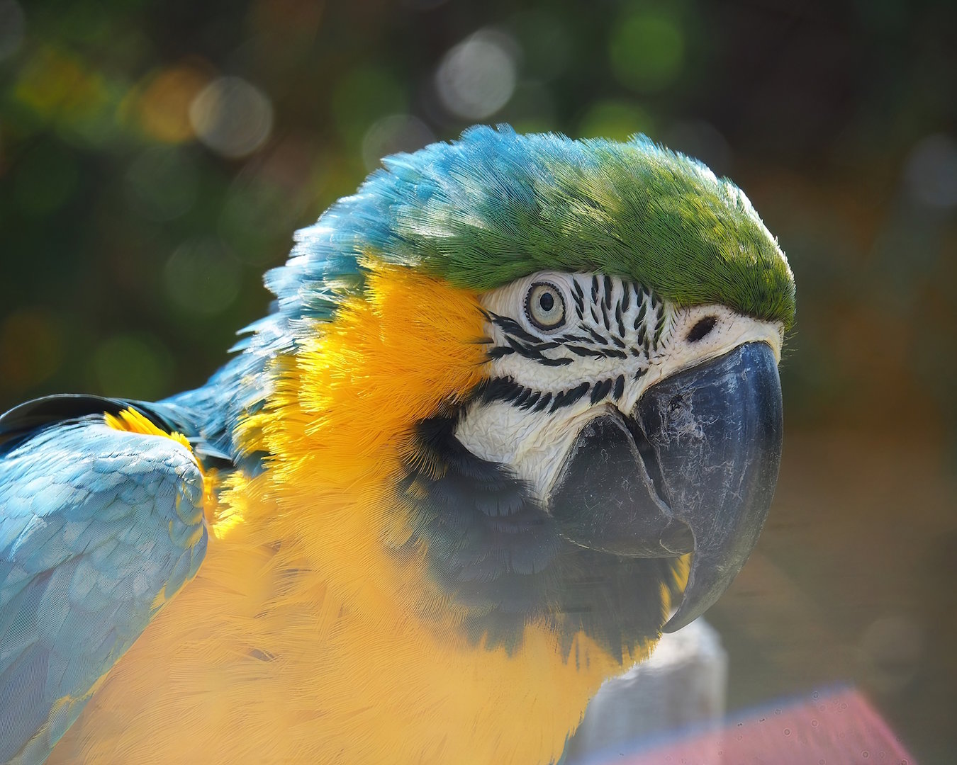Blue-and-gold macaw (Ara ararauna), 2023-05-19