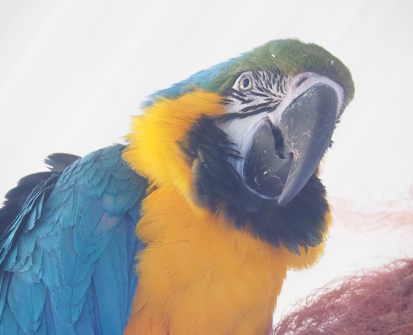 Blue-and-gold macaw (Ara ararauna), 2023-05-31