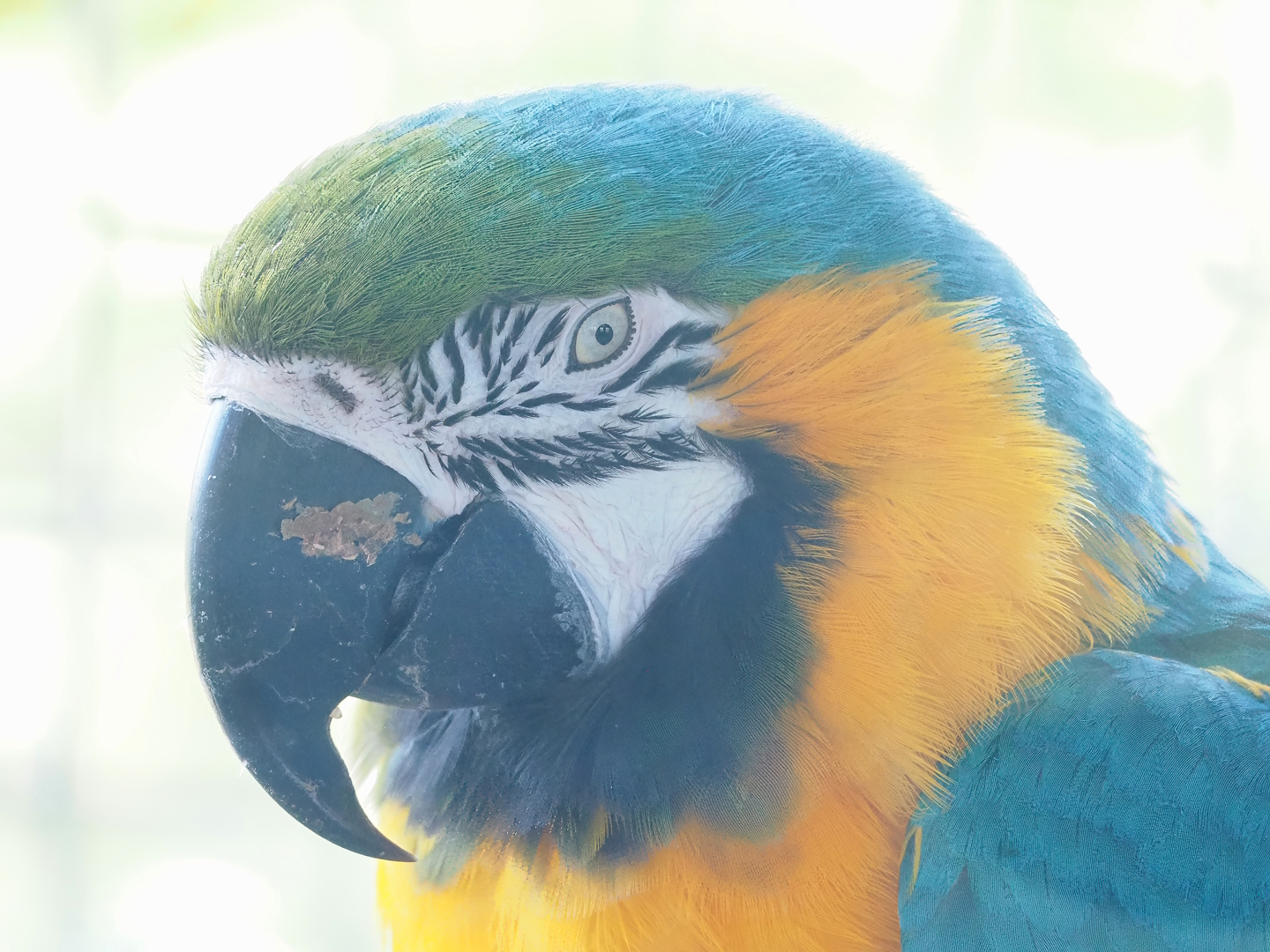 Blue-and-gold macaw (Ara ararauna), 2023-05-31
