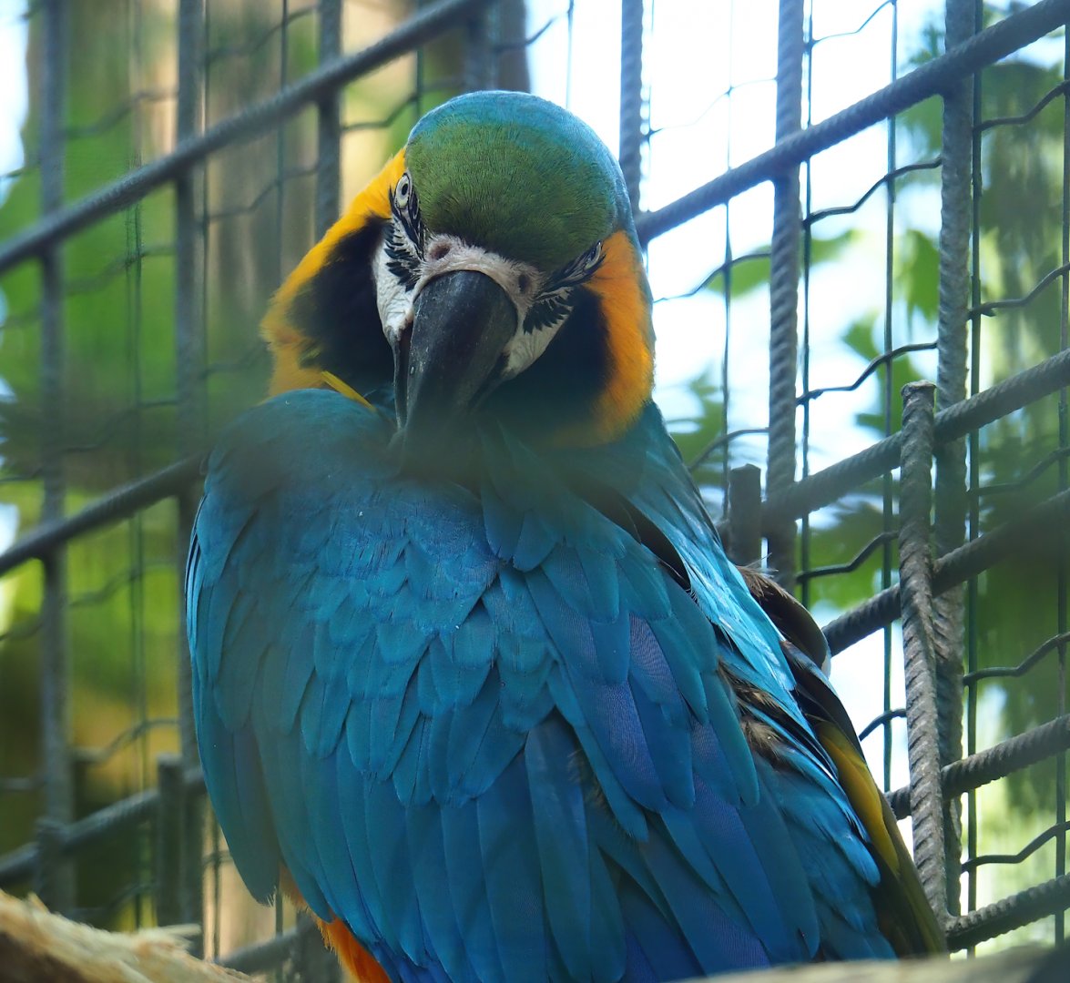 Blue-and-gold macaw (Ara ararauna), 2023-06-24