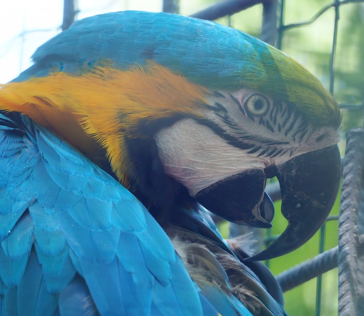 Blue-and-gold macaw (Ara ararauna), 2023-06-24