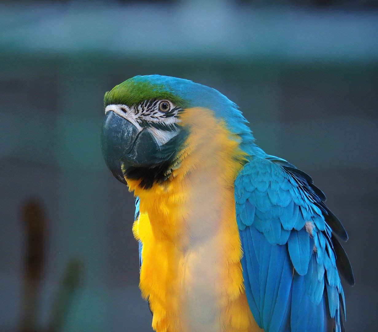 Blue-and-gold macaw (Ara ararauna), 2023-06-24
