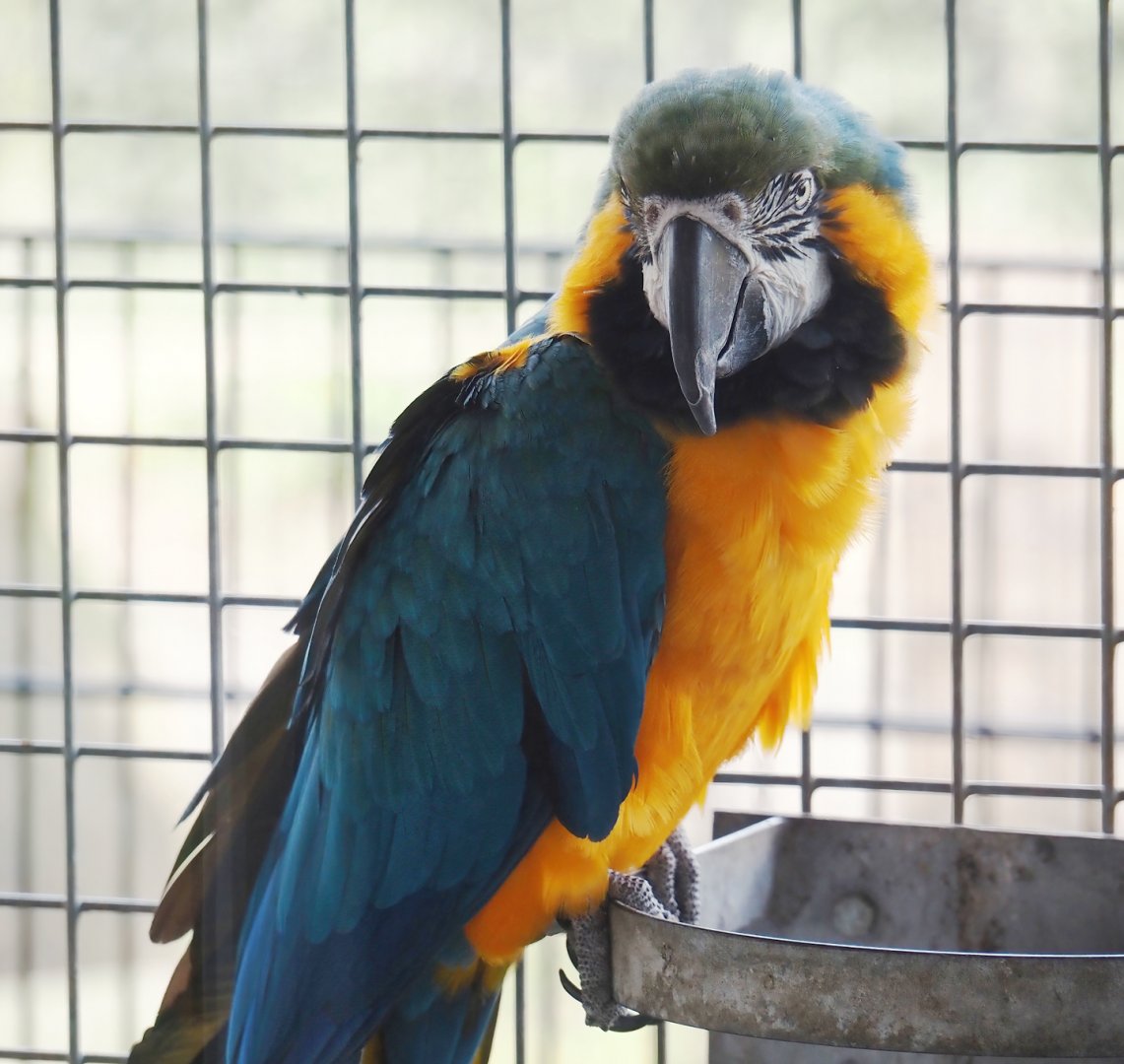 Blue-and-gold macaw (Ara ararauna), 2024-04-14