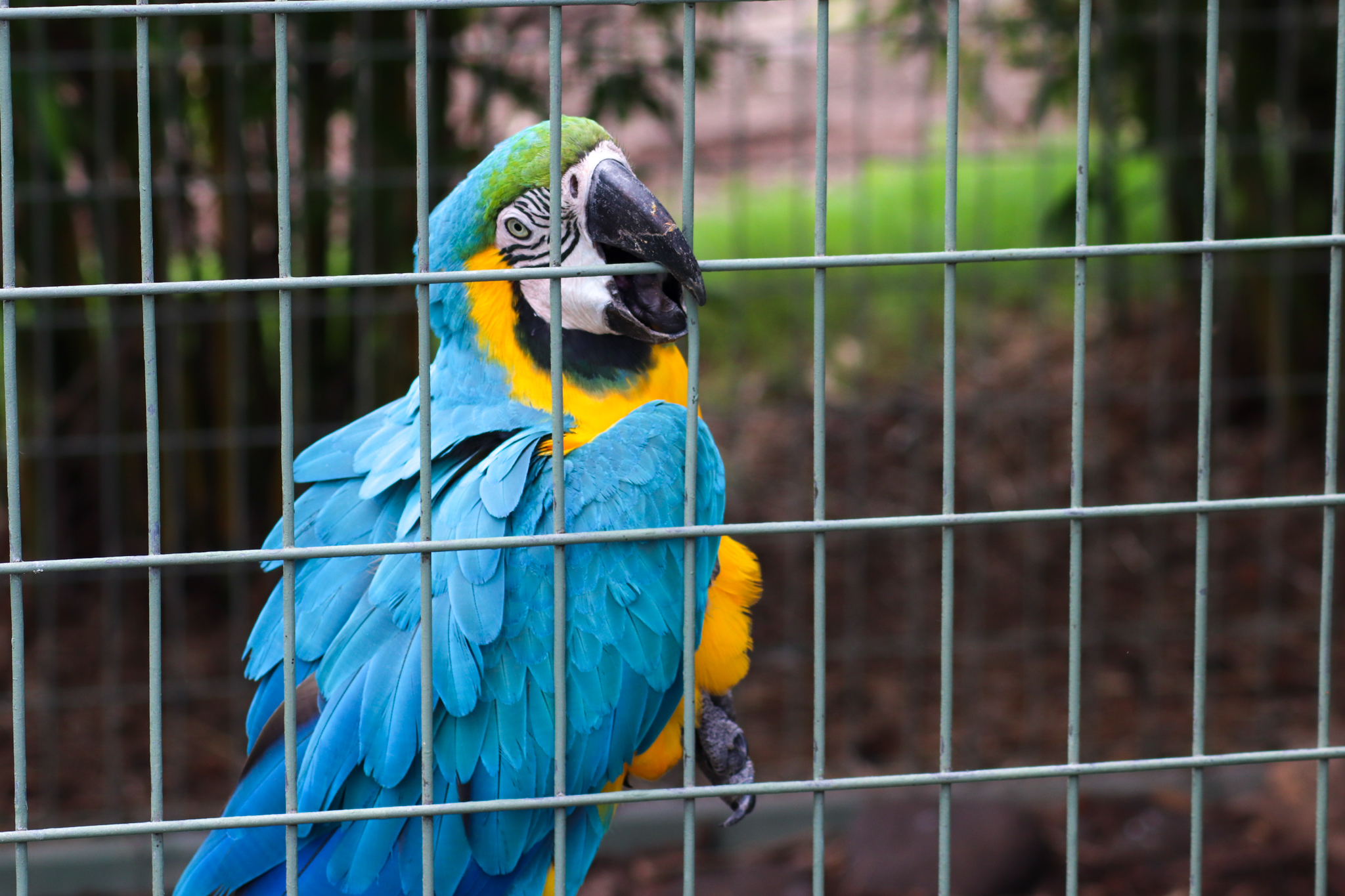 Blue and Gold Macaw (Ara ararauna) - February 2020
