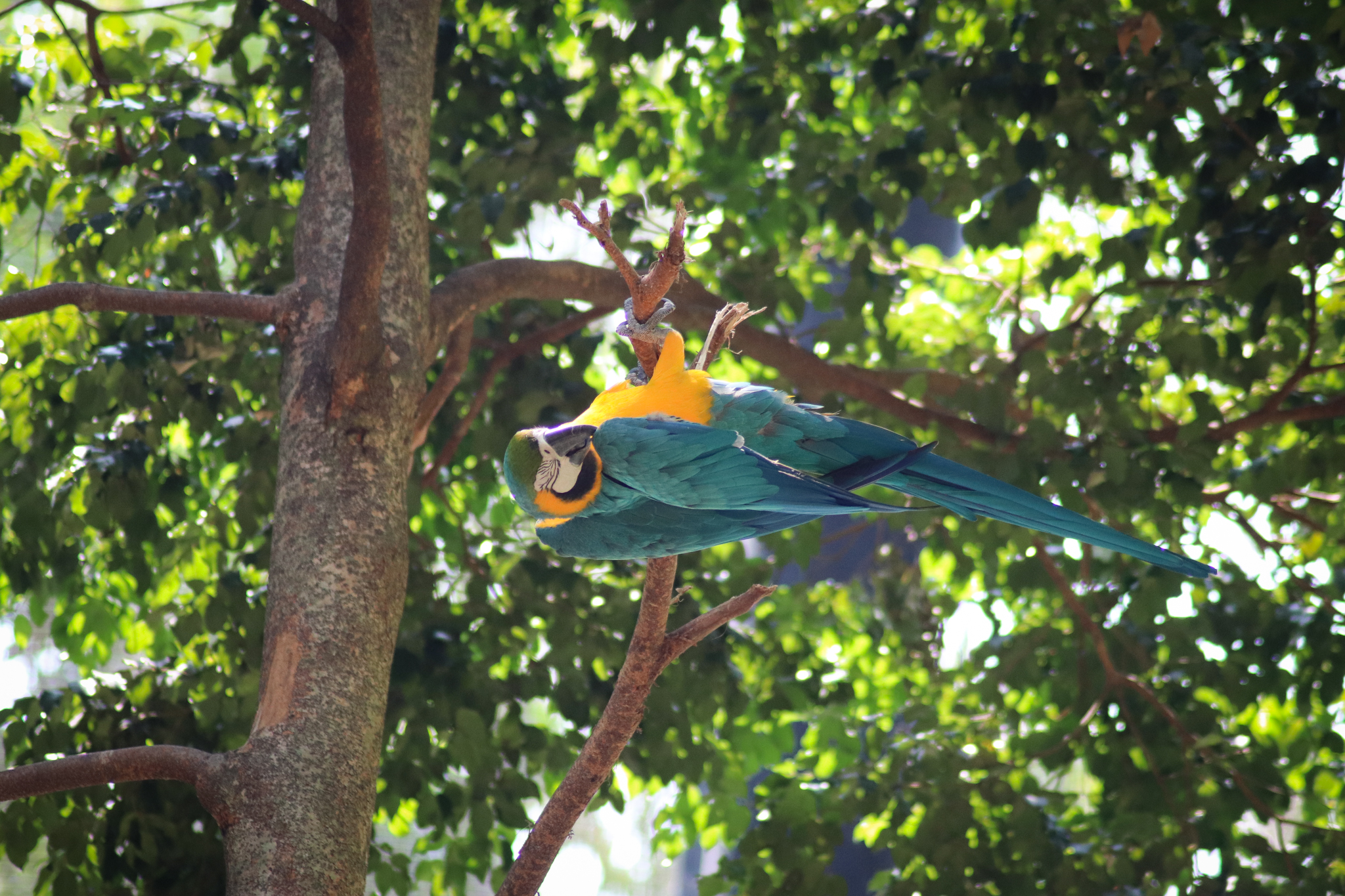 Blue and Gold Macaw (Ara ararauna) - Lost Valley Aviary - January 2020