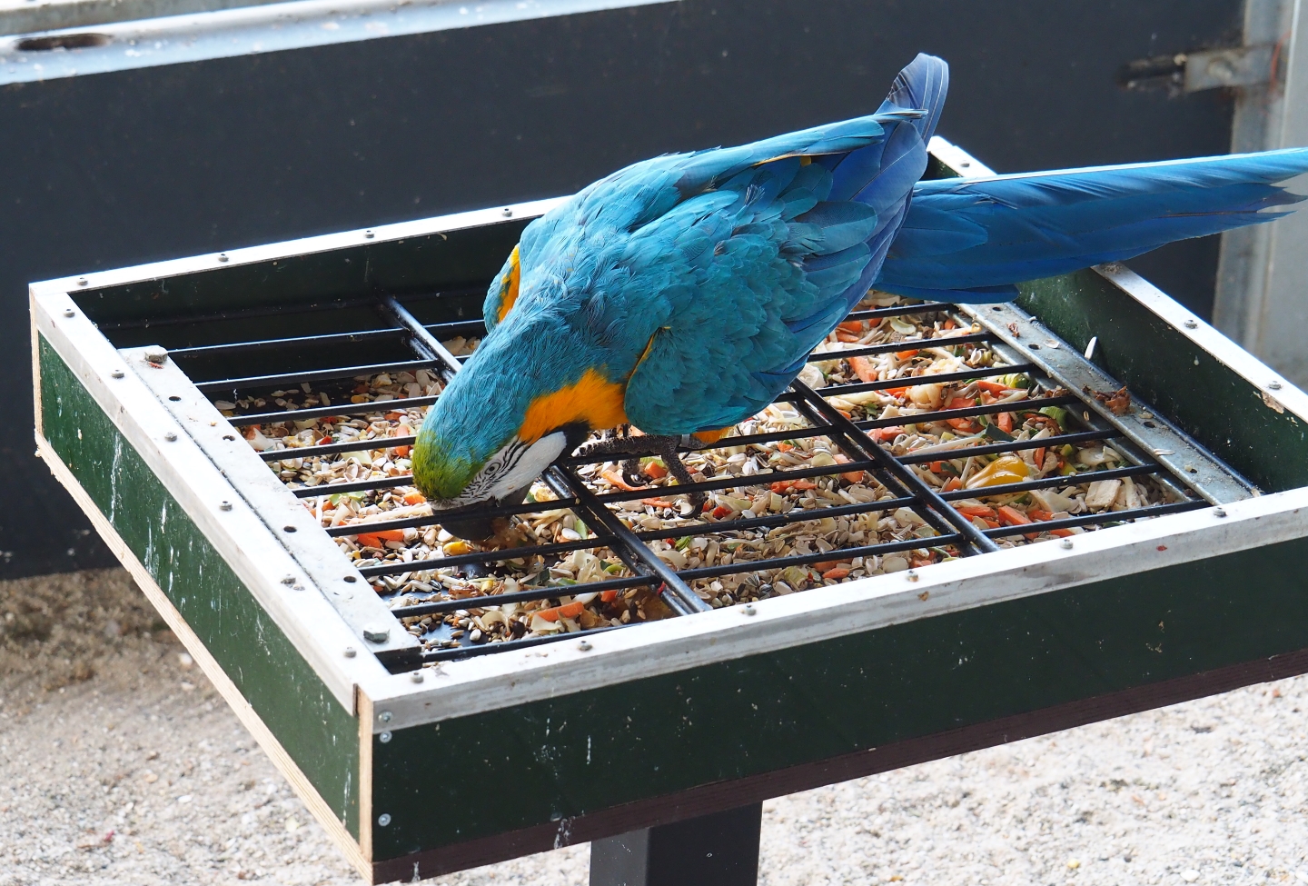 Blue-and-gold macaw (Ara ararauna) on feeding plateau, 2019-04-06