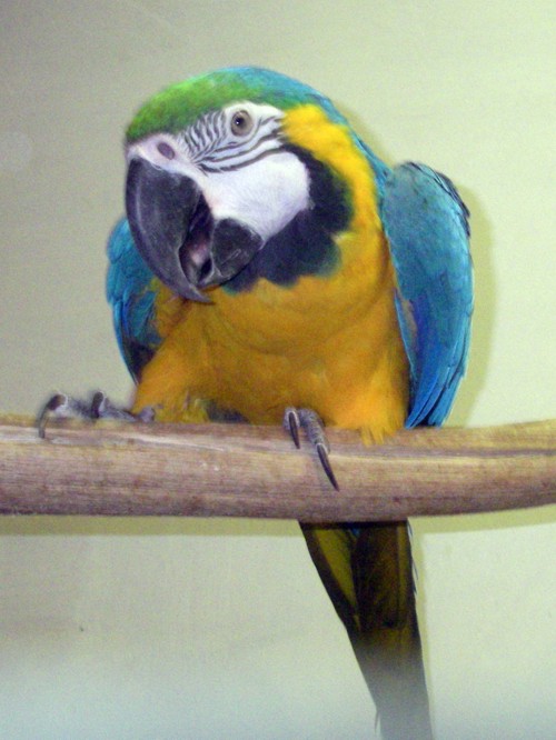 Blue and Gold Macaw (Ara ararauna)