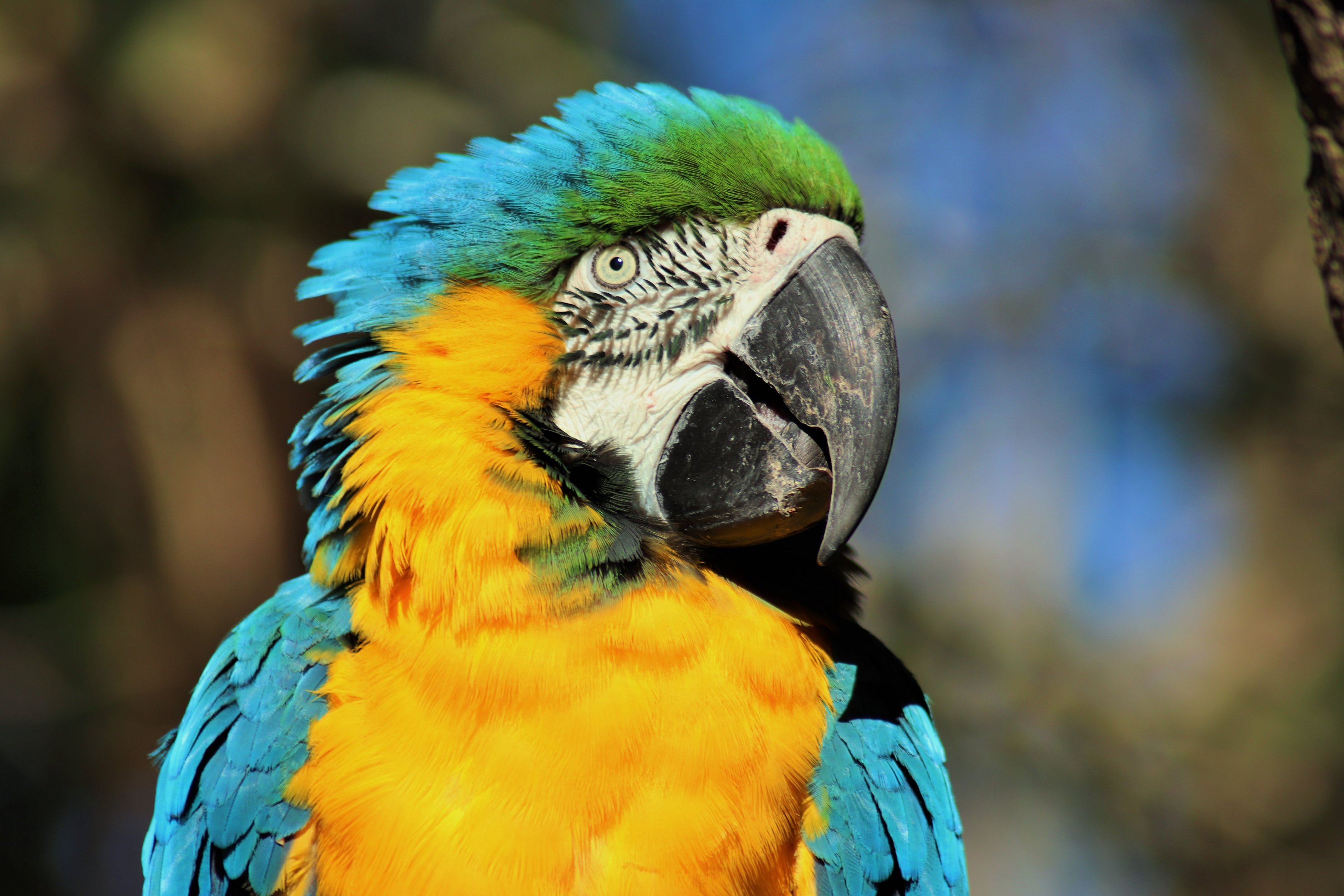 Blue and Gold Macaw (Ara ararauna)