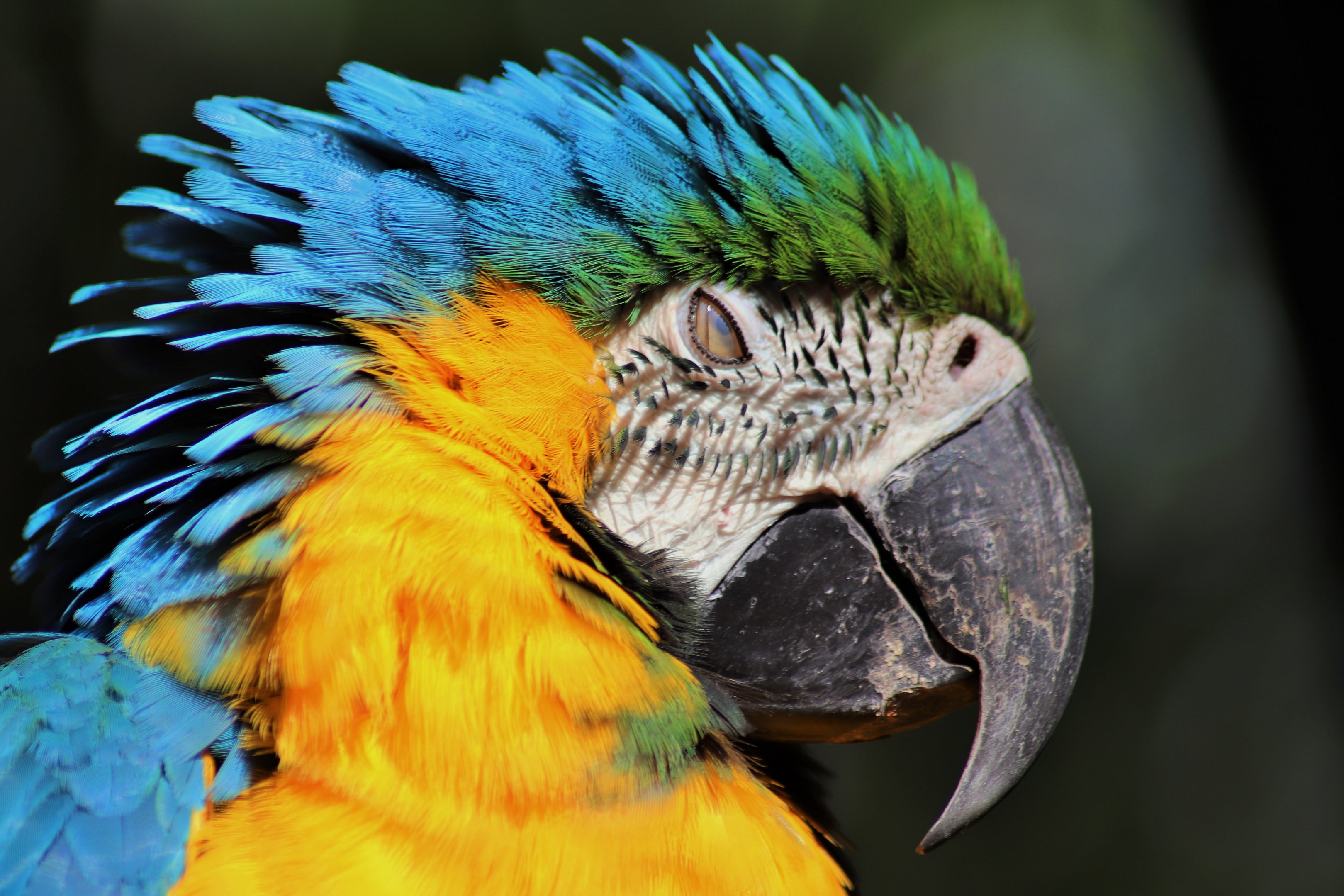 Blue and Gold Macaw (Ara ararauna)