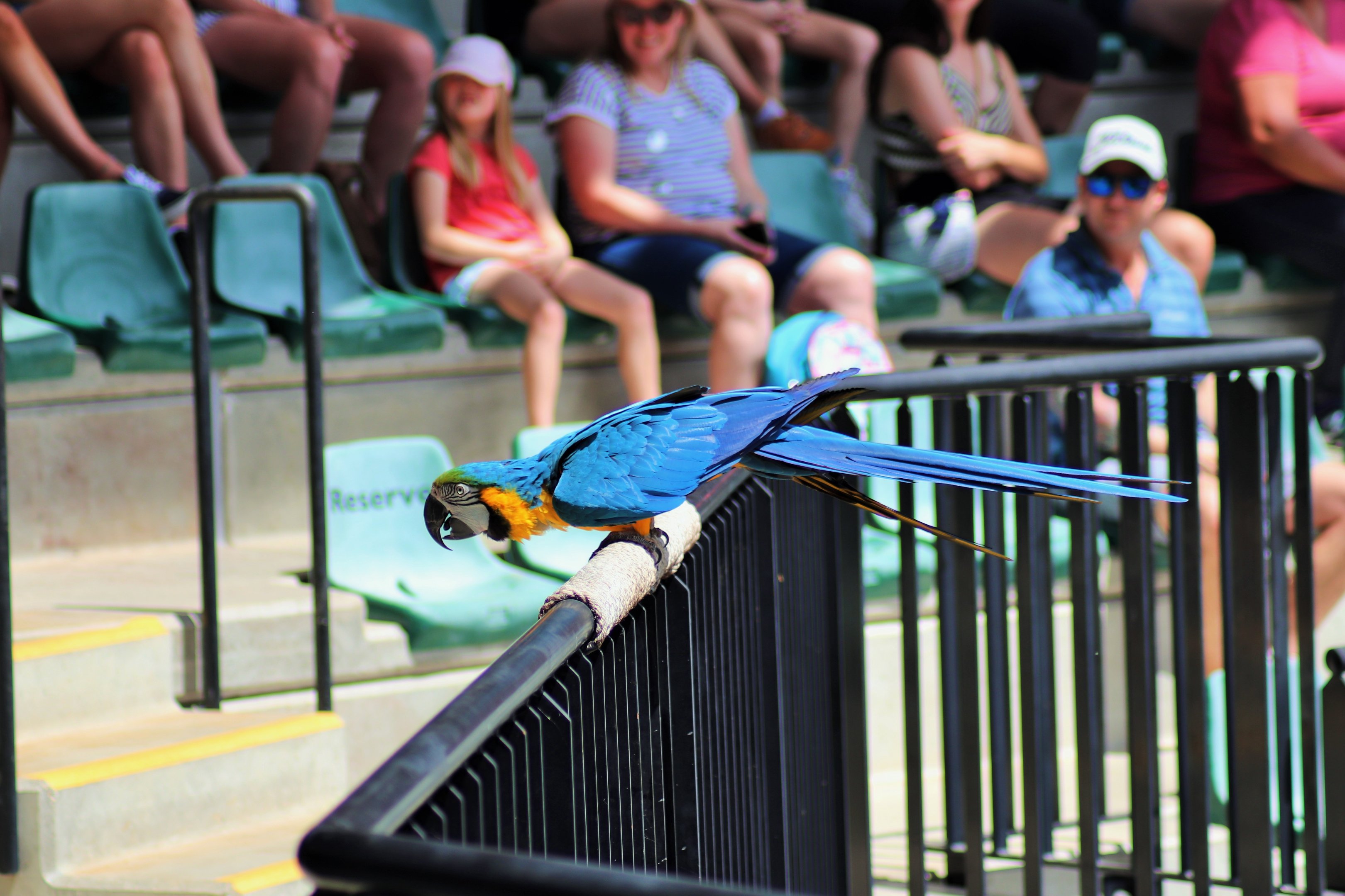 Blue and Gold Macaw (Ara ararauna)