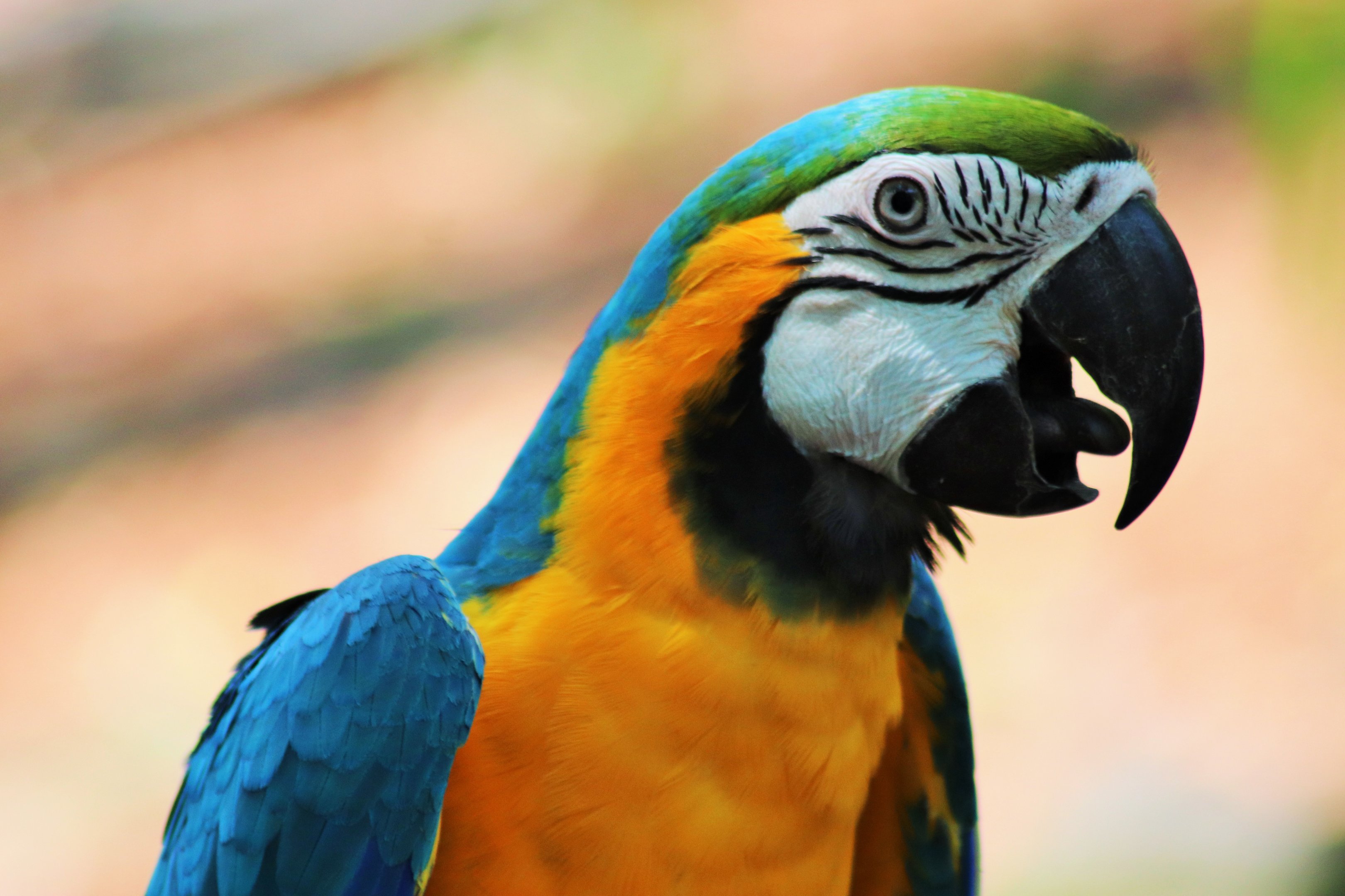 Blue and Gold Macaw (Ara ararauna)