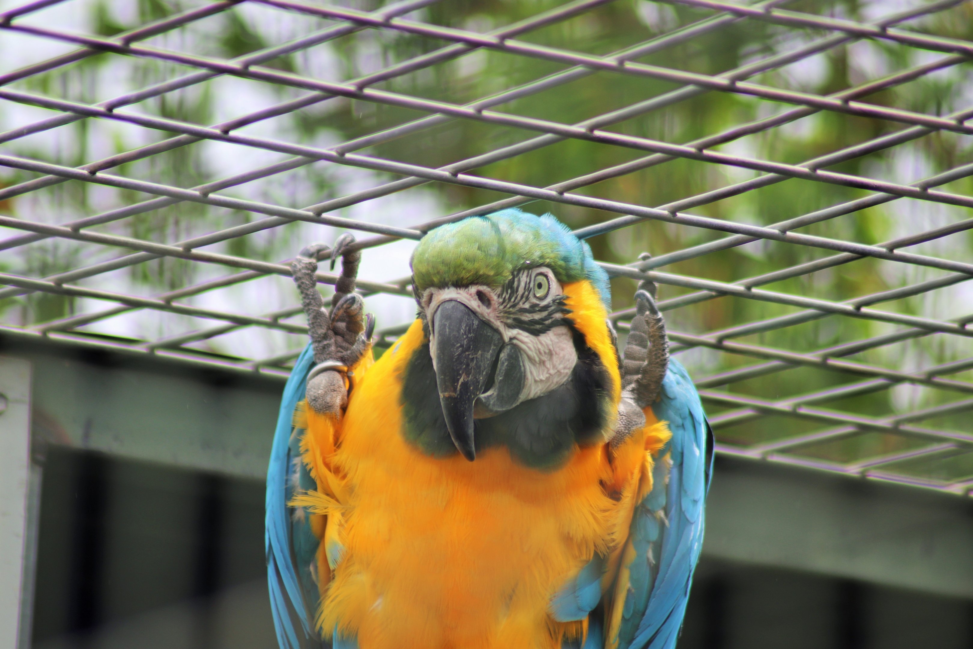 Blue and Gold Macaw (Ara ararauna)