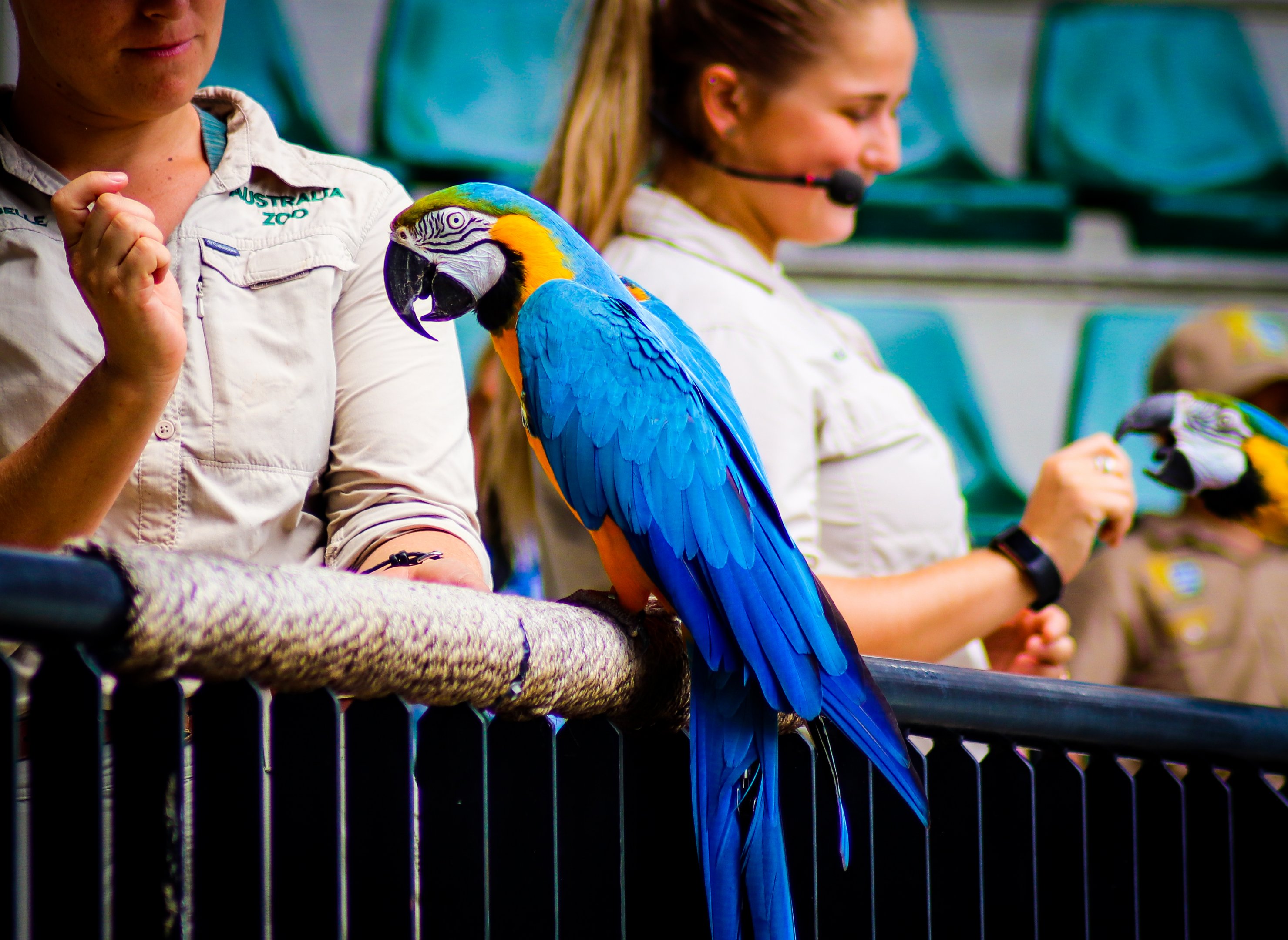 Blue and Gold Macaw (Ara ararauna)