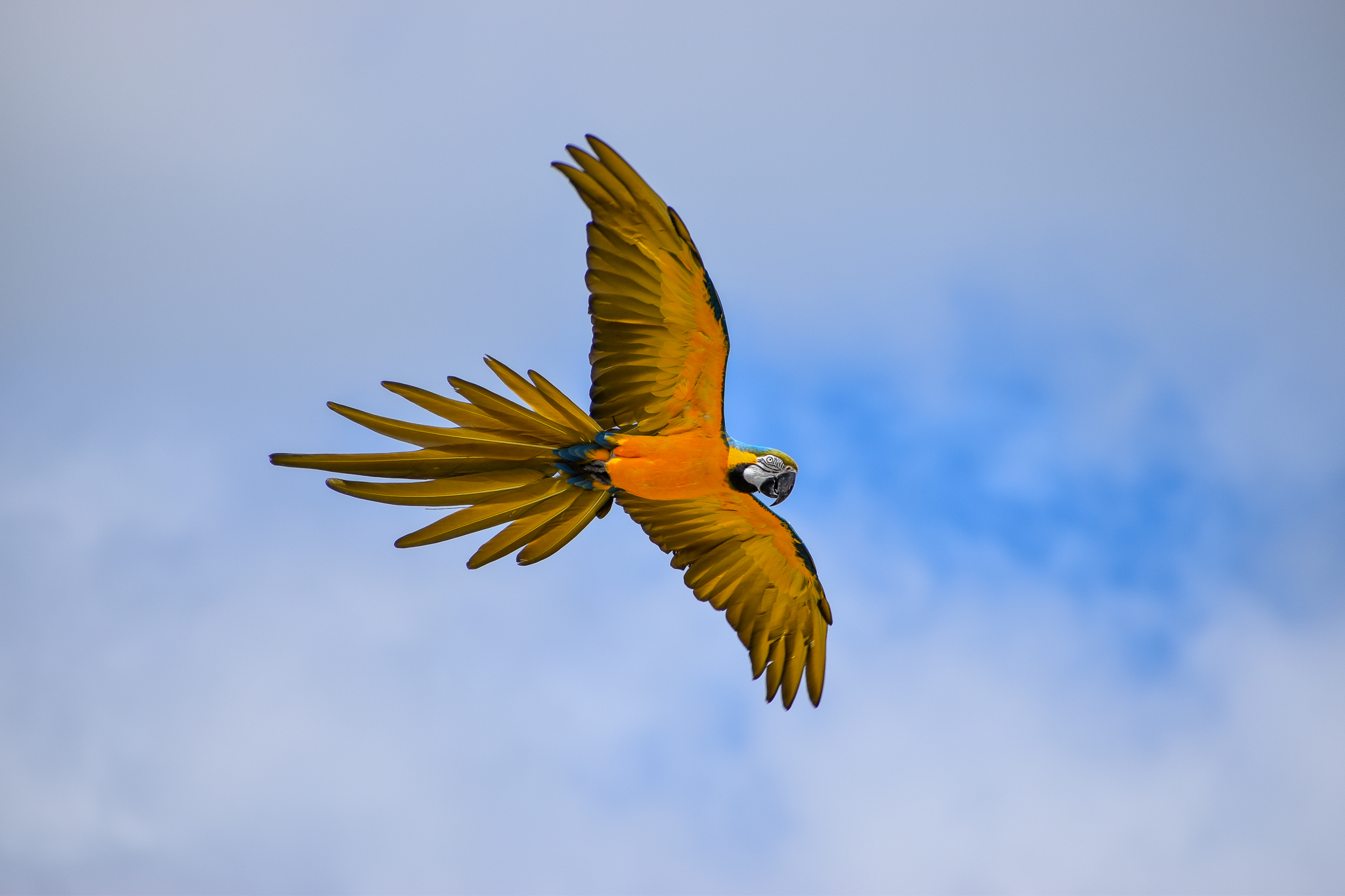 Blue and Gold Macaw (Ara ararauna)
