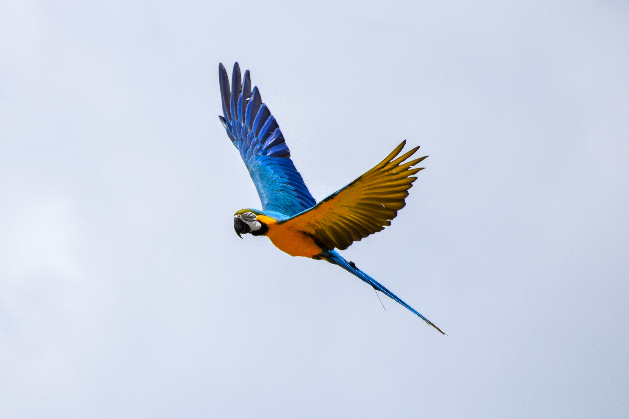 Blue and Gold Macaw (Ara ararauna)