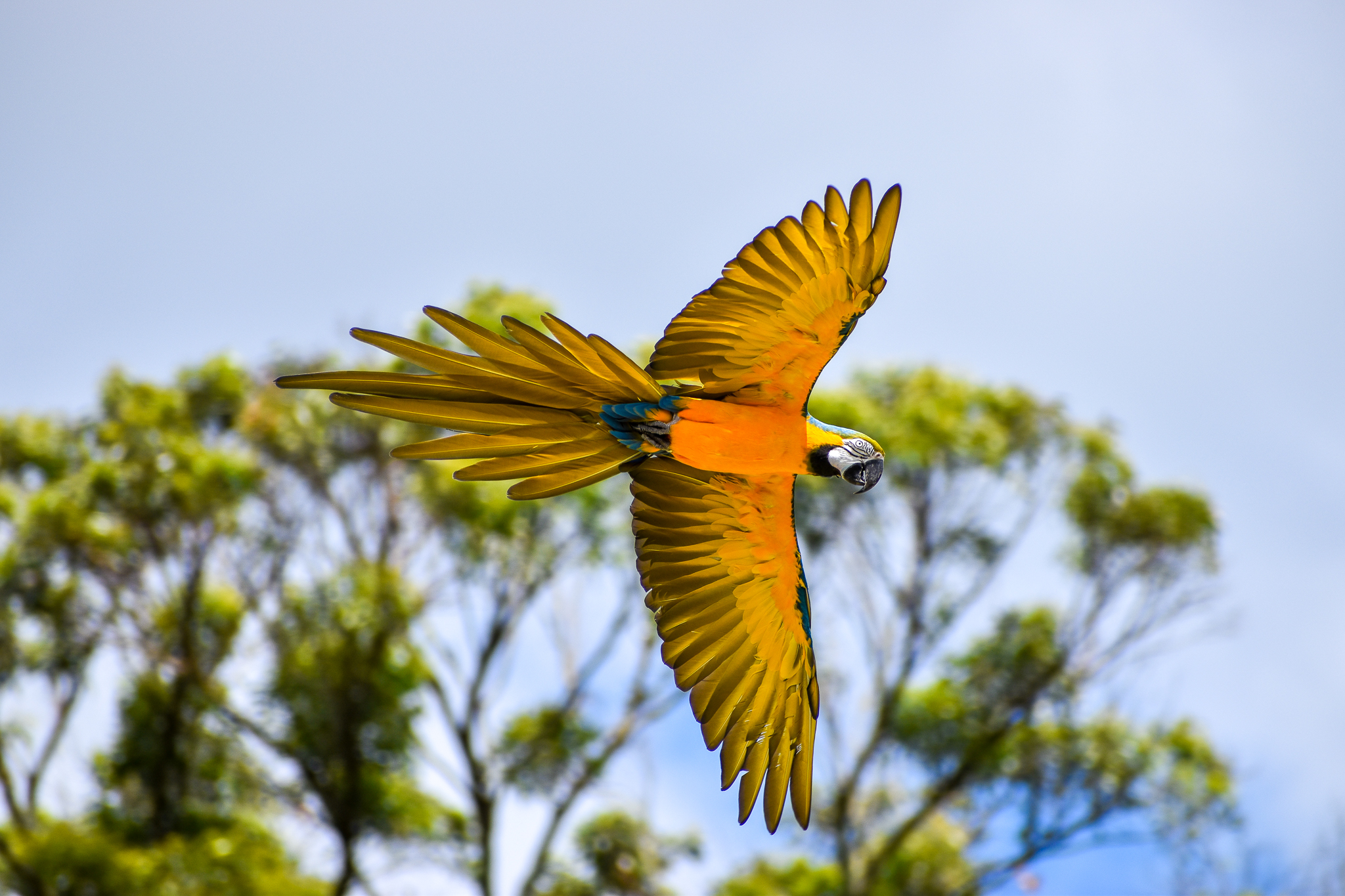 Blue and Gold Macaw (Ara ararauna)