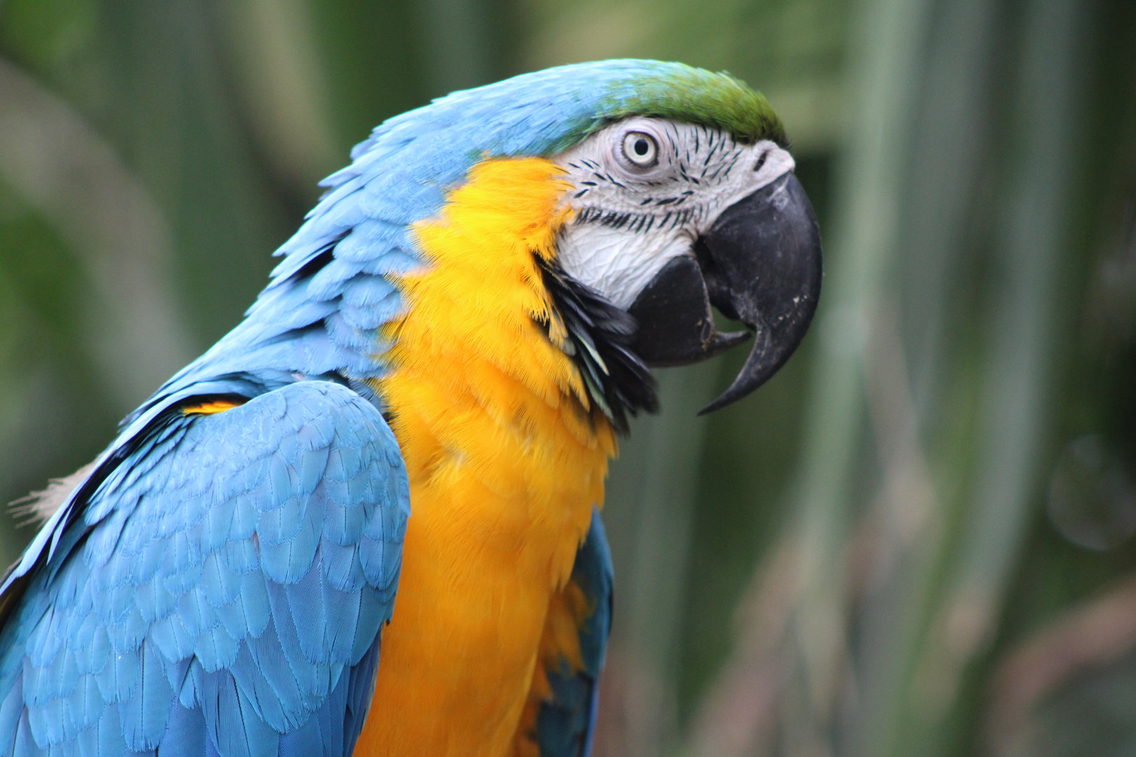 Blue-and-Gold Macaw (Ara ararauna)