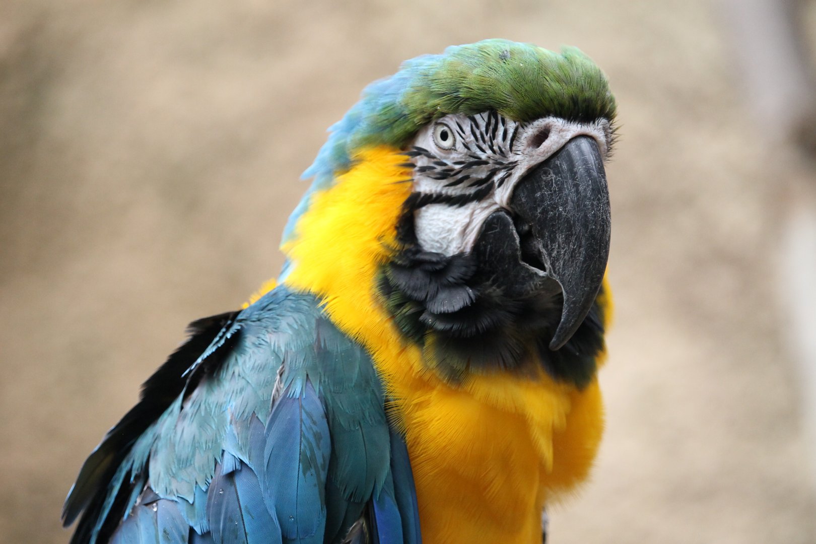 Blue-and-gold Macaw (Ara ararauna)