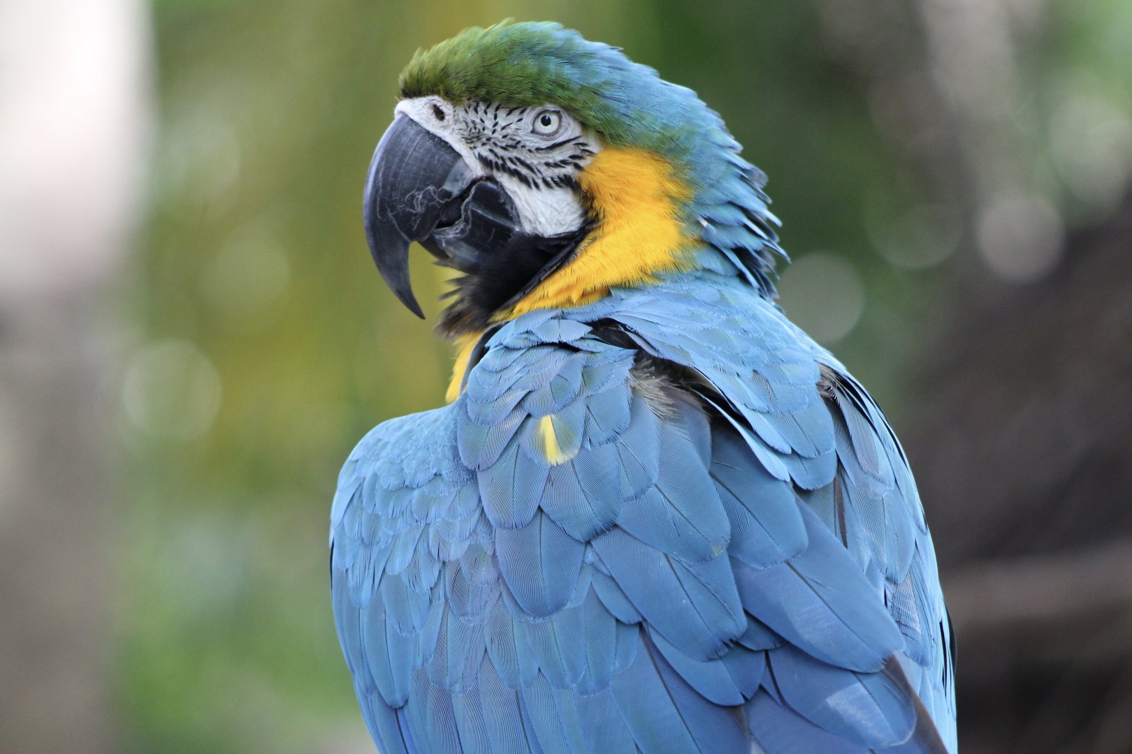 Blue-and-Gold Macaw (Ara ararauna)