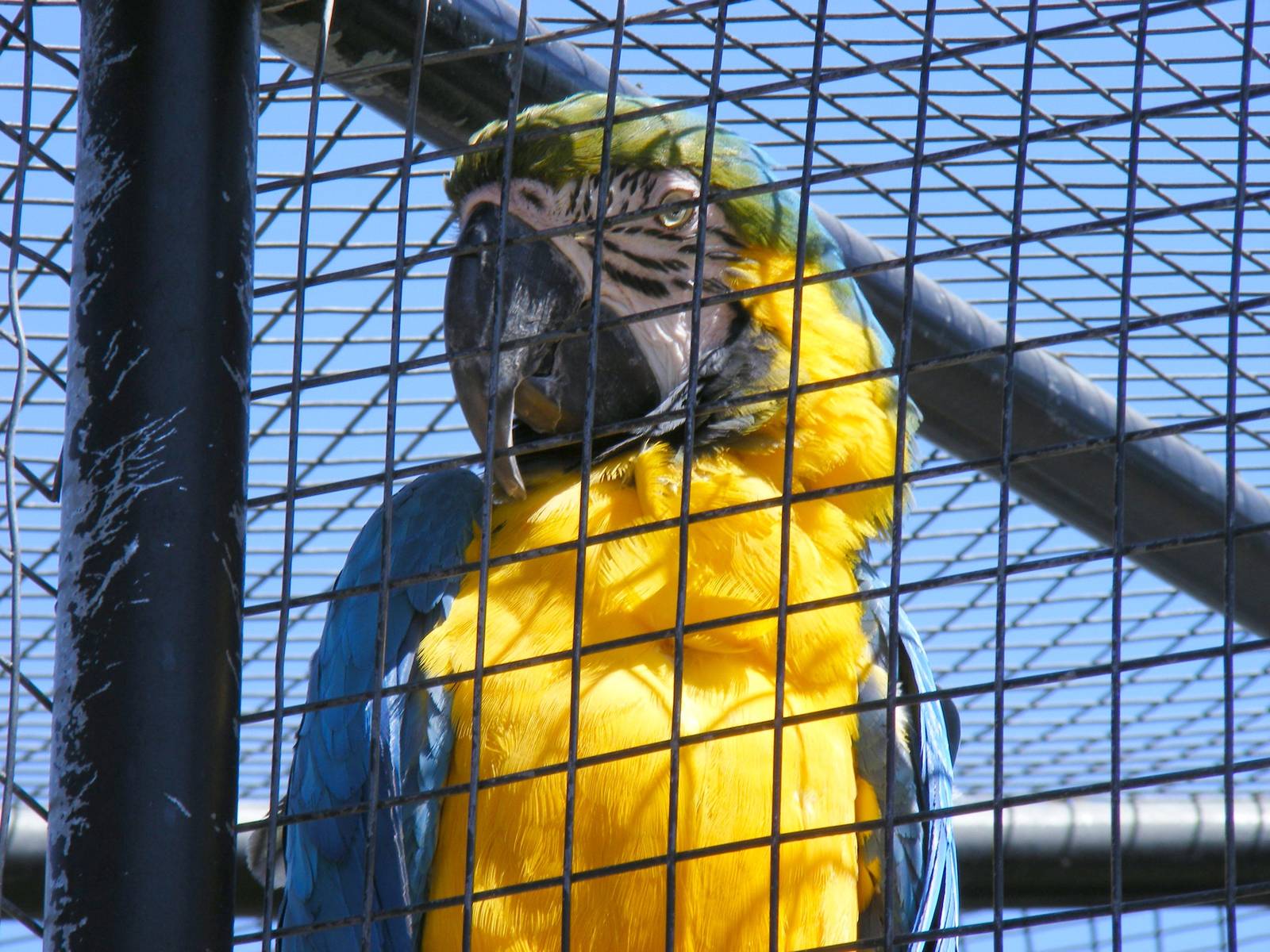 Blue and gold macaw at Selwo Marina, 2 May 2009