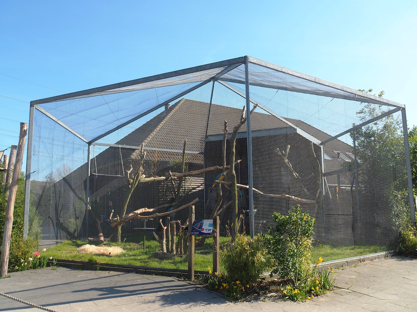Blue-and-gold macaw aviary, 2023-04-30