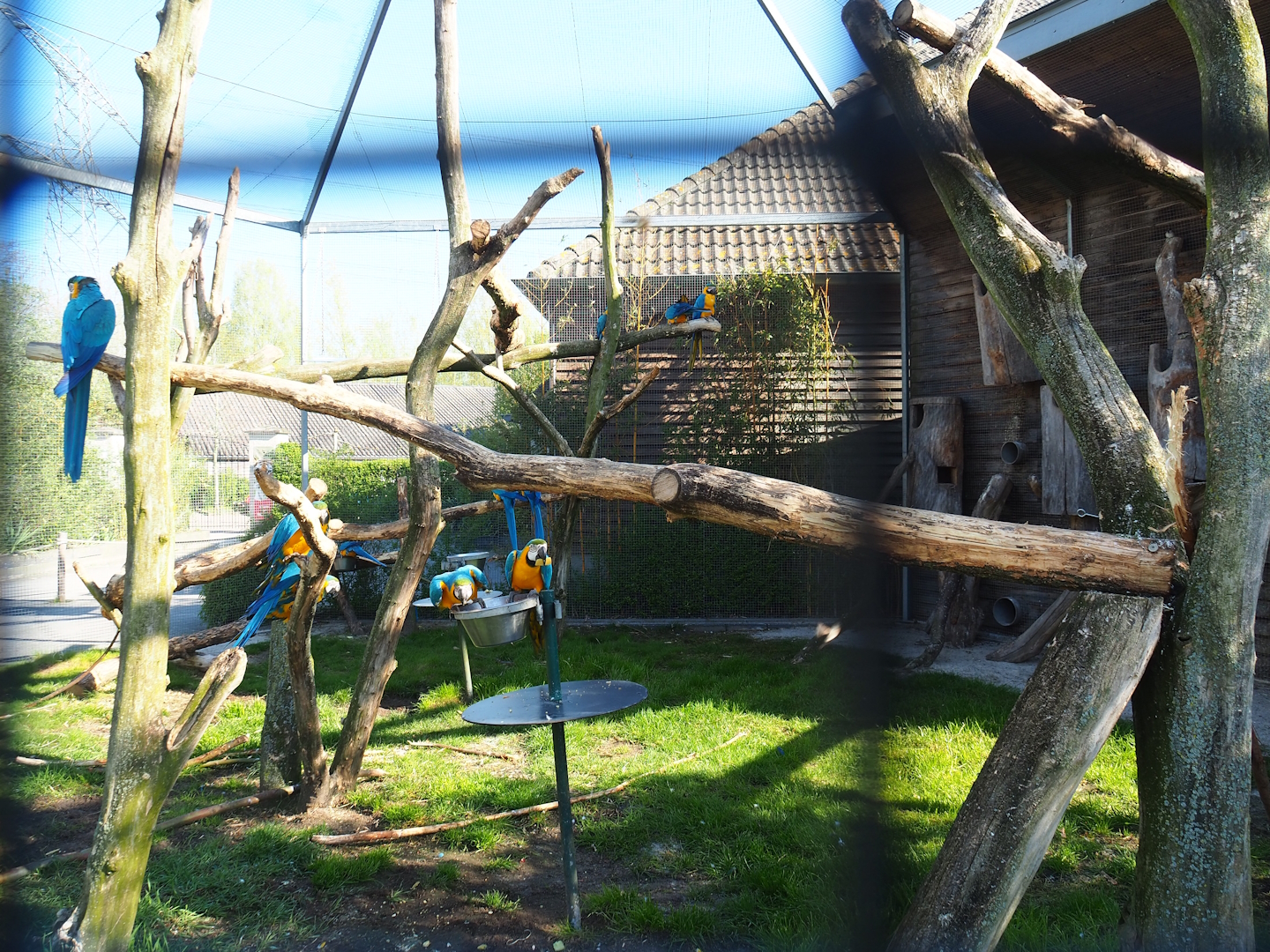 Blue-and-gold macaw aviary, 2023-04-30