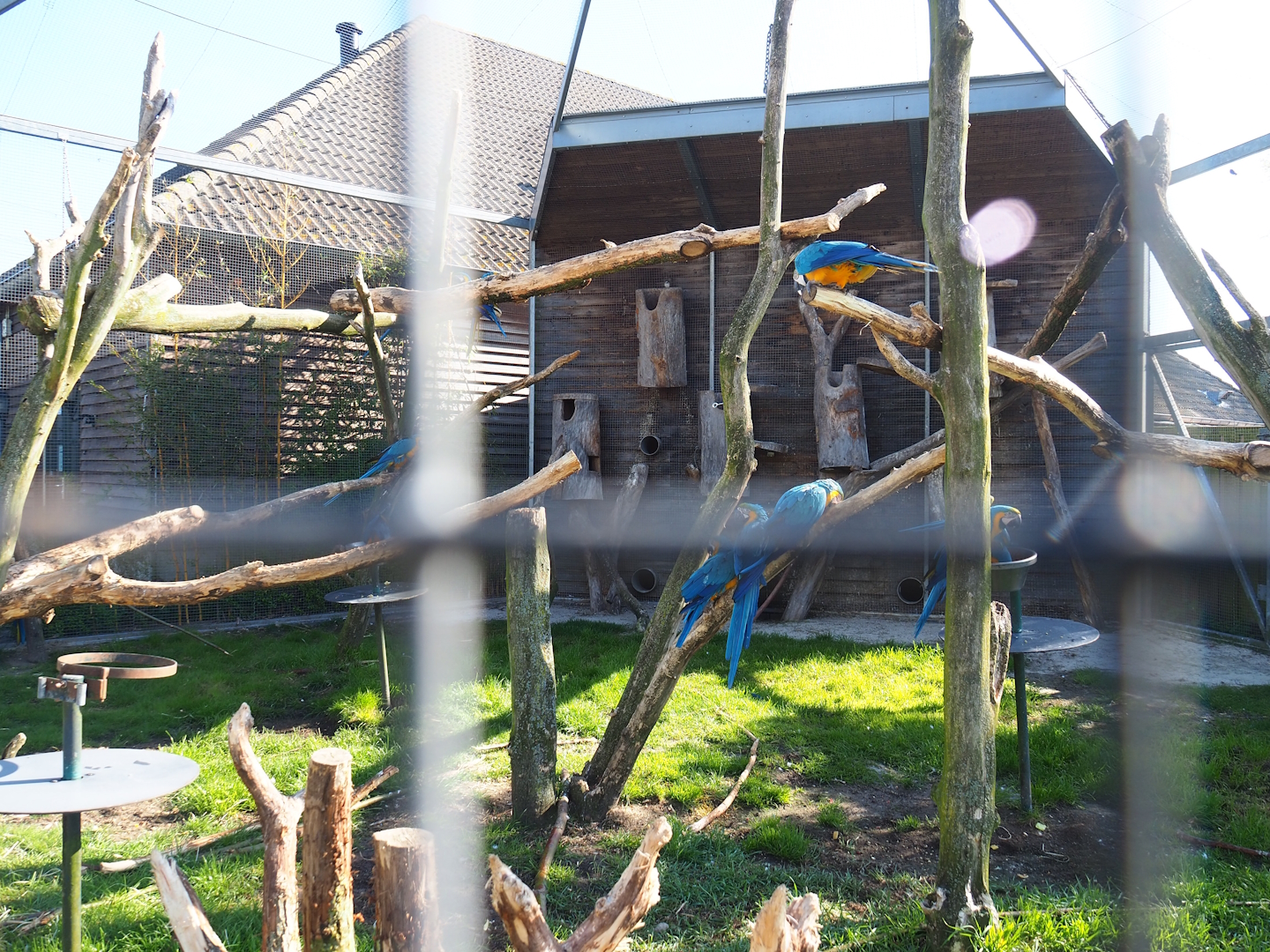 Blue-and-gold macaw aviary, 2023-04-30